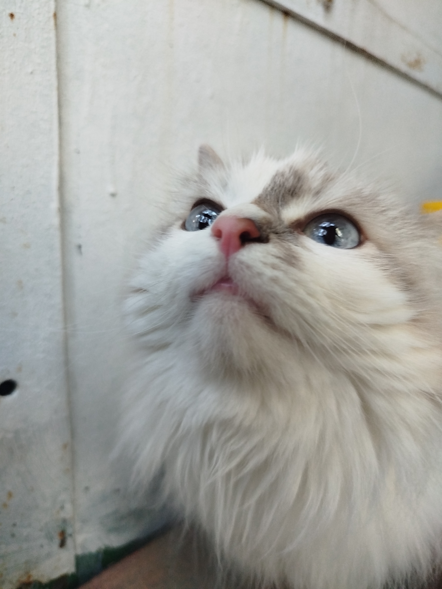 A close-up portrait shot features a domestic cat looking intently upwards. The cat has long, fluffy white fur, with subtle grey or light tan markings around its forehead and eyes. Its nose is a prominent pink. Its large, round eyes are a striking bright blue, reflecting light and conveying an alert, curious, or intrigued expression. The cat's fluffy chest fur is visible at the bottom of the frame. The background consists of a plain, light-colored, possibly off-white or cream-colored, weathered surface, which appears to be a wall or a large panel. A vertical seam or edge is visible on the left side of the background, and there are small dark spots and smudges scattered across the surface, suggesting wear or dirt. No text or specific location cues are visible.