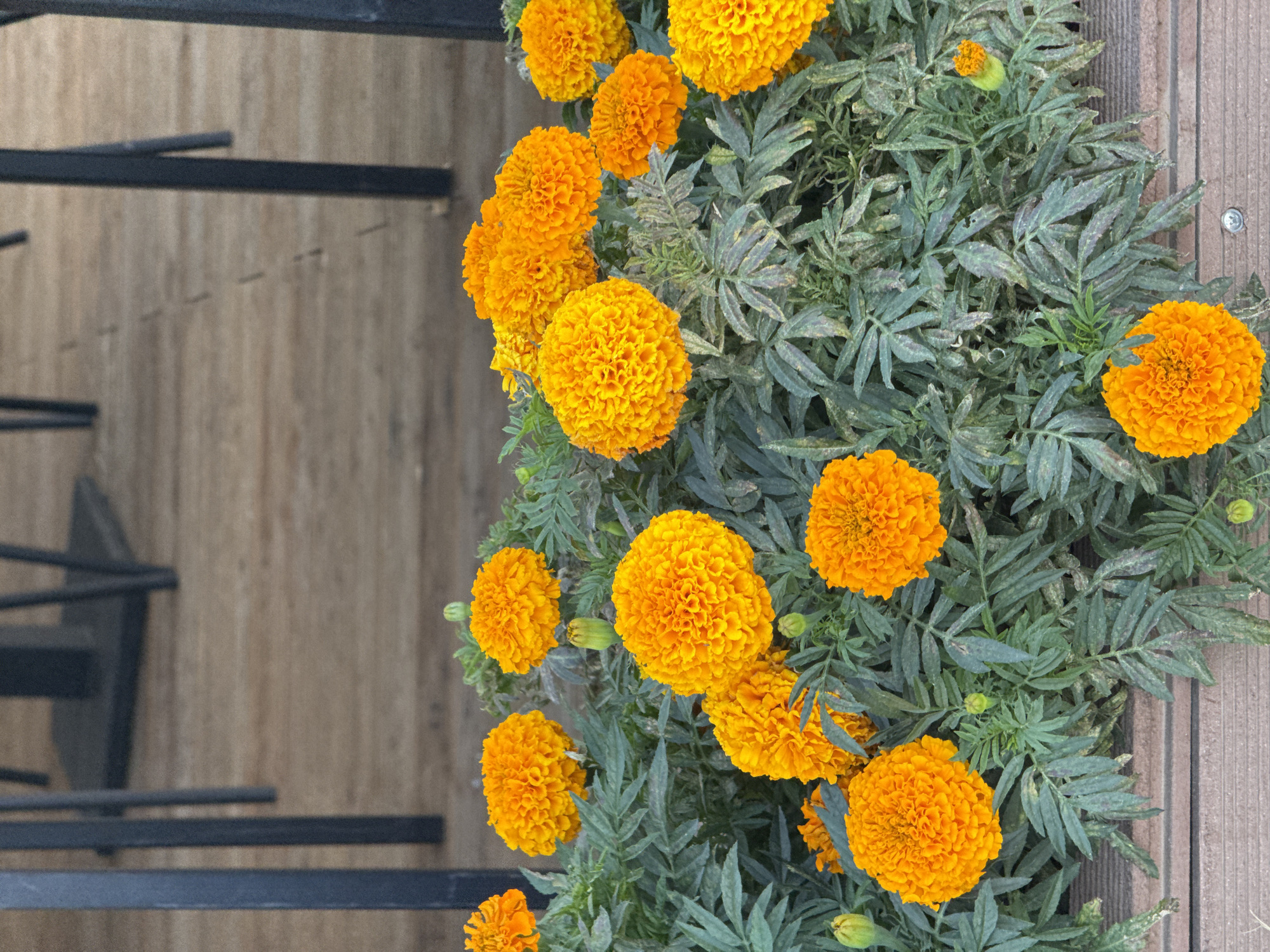A medium shot captures a planter box filled with vibrant orange marigolds in Sary-Oy, Kyrgyzstan. The flowers, characterized by their tightly packed, ruffled petals, are in various stages of bloom, with some fully open and others in bud form. They are interspersed with lush, green foliage that appears slightly dusty. The planter box itself is made of wood and rests on a wooden deck or surface. In the background, out of focus, are dark metal table legs and a portion of a wooden surface, suggesting an outdoor seating area, possibly a cafe or restaurant. The lighting is natural, casting soft shadows.