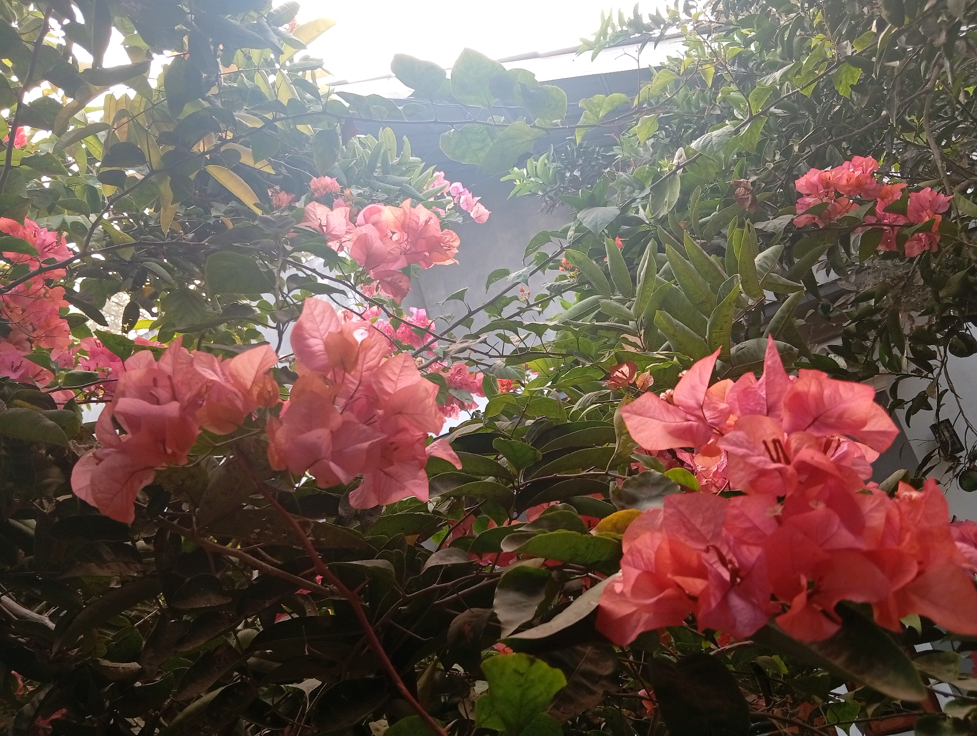The image depicts a close-up view of vibrant pink bougainvillea flowers and lush green foliage. The flowers, in various stages of bloom, are clustered together, with some appearing translucent due to the backlighting. Dark green leaves form a dense backdrop, with some showing hints of yellowing, possibly indicating seasonal changes or lighting conditions. The scene is set against a muted gray wall and a bright, overcast sky, suggesting an outdoor environment. The image's composition, with branches and leaves framing the flowers, creates a natural, somewhat overgrown aesthetic. The specific location in Plempukankembaran, Indonesia, is not visually discernible from the image itself, but the plant life suggests a tropical or subtropical climate.