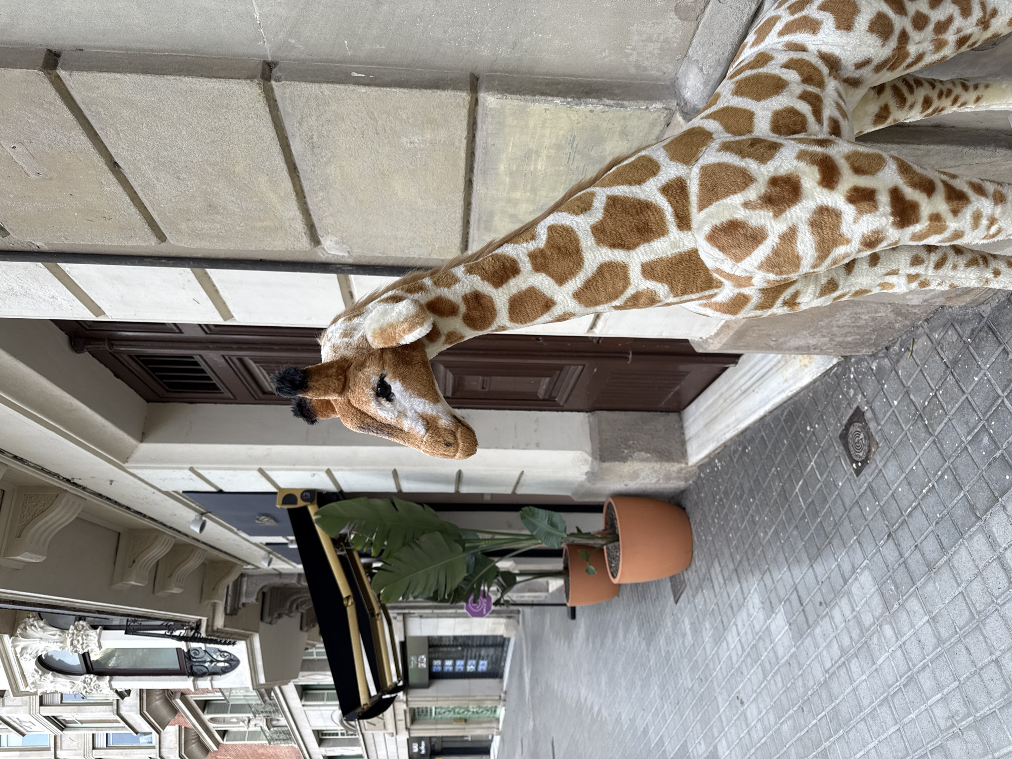 A vertically oriented image shows a portion of a Barcelona street with a large, stuffed giraffe leaning out from a doorway. The giraffe's head and neck are prominently displayed, with its brown and white spotted pattern covering most of the visible body. The head is brown with white markings, and there is a small black mane. The giraffe's neck is arched, extending down to the sidewalk level.
Behind the giraffe, a brown doorway is visible. To the left of the door, a black awning extends over a storefront, casting a shadow. Two potted plants with large green leaves sit on the sidewalk in front of the doorway. The sidewalk is paved with gray tiles in a diamond pattern.
The surrounding architecture includes stone buildings with decorative elements. In the background, buildings with windows and balconies are visible. The overall impression is that of a whimsical scene in a European urban setting.