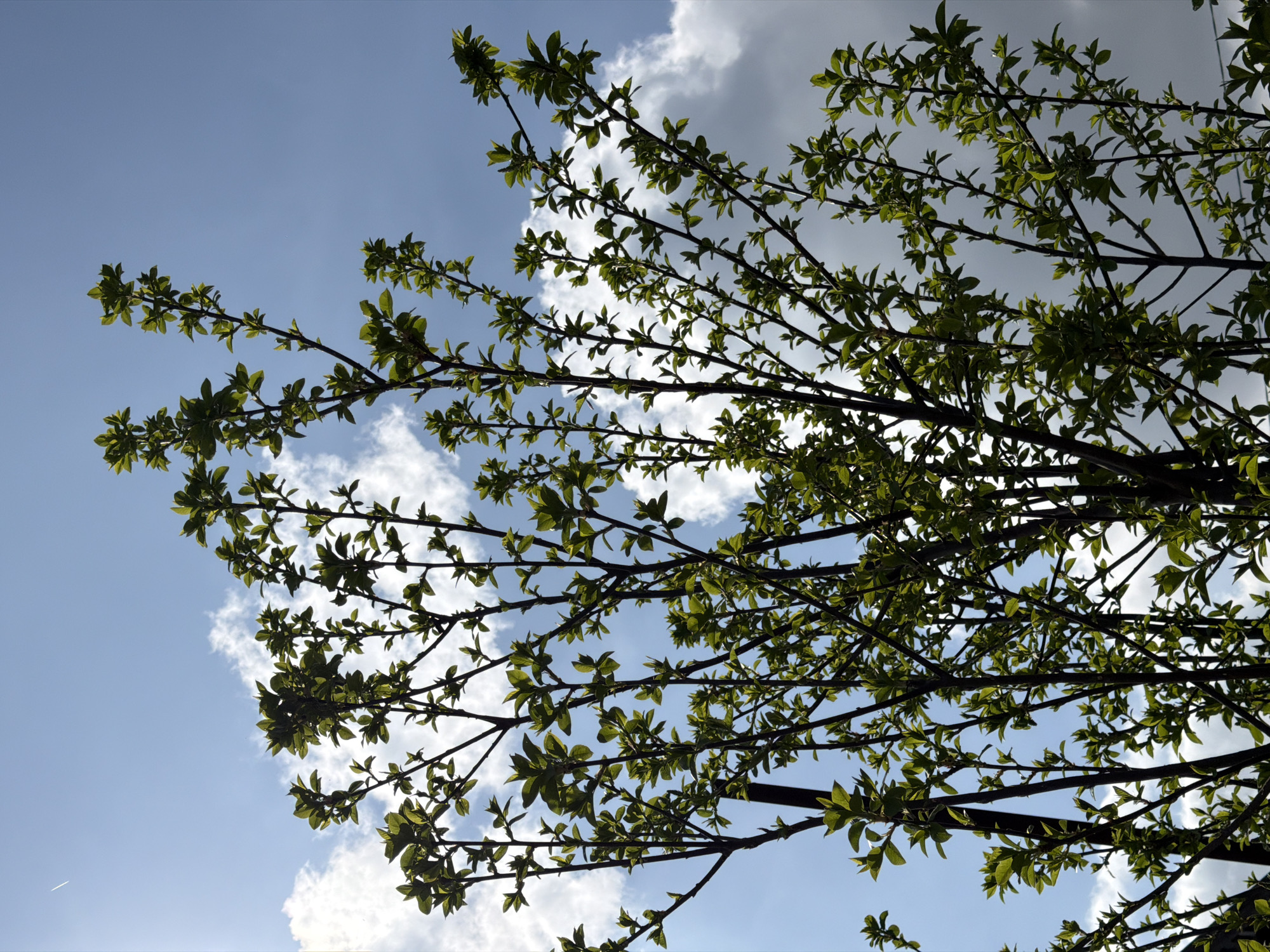 An upward-angled photograph depicts the vibrant green foliage of a deciduous tree against a partly cloudy sky in Rossiyskiy, Russia. Numerous small, bright green leaves are clustered on slender, dark-colored branches, indicating an early growth stage, likely spring or early summer. The tree occupies the majority of the frame, with its branches silhouetted against the bright sky. The sky transitions from a clear, light blue in the upper left quadrant, where a faint white aircraft contrail is visible, to a deeper blue and grey hue towards the right and bottom, interspersed with white cumulus clouds of varying sizes and densities. Sunlight illuminates the scene, causing some leaves to appear backlit while others are brightly lit. No individuals, animals, or artificial structures are present within the frame, portraying a natural, outdoor environment.