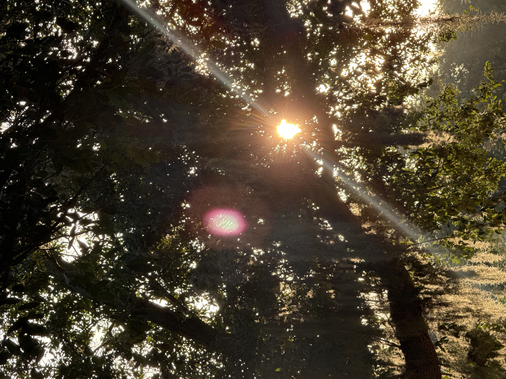 A low-angle, wide shot captures a sun-drenched, moss-draped oak tree in Trinity, United States. Sunlight streams through the dense foliage, creating a dappled effect on the moss and leaves. Beams of light cut across the scene, highlighting the ethereal beauty of the Spanish moss. The overall mood is serene and natural, with the sun acting as the primary light source. No people or animals are visible.