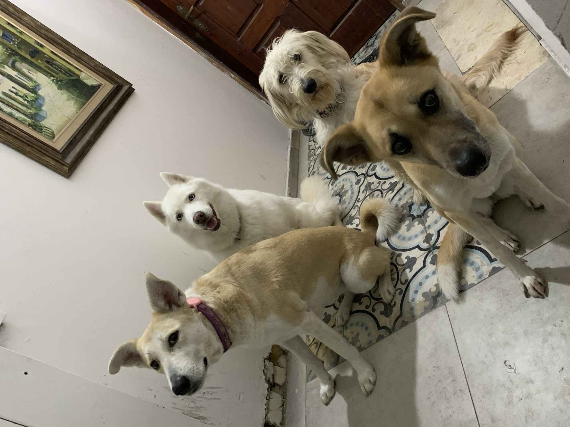 The image shows four dogs indoors. A framed picture hangs on the wall behind the dogs. The room has tiled flooring and a wooden door in the background. The location is likely Tel-Aviv, Israel, although this is unconfirmed by details in the image.