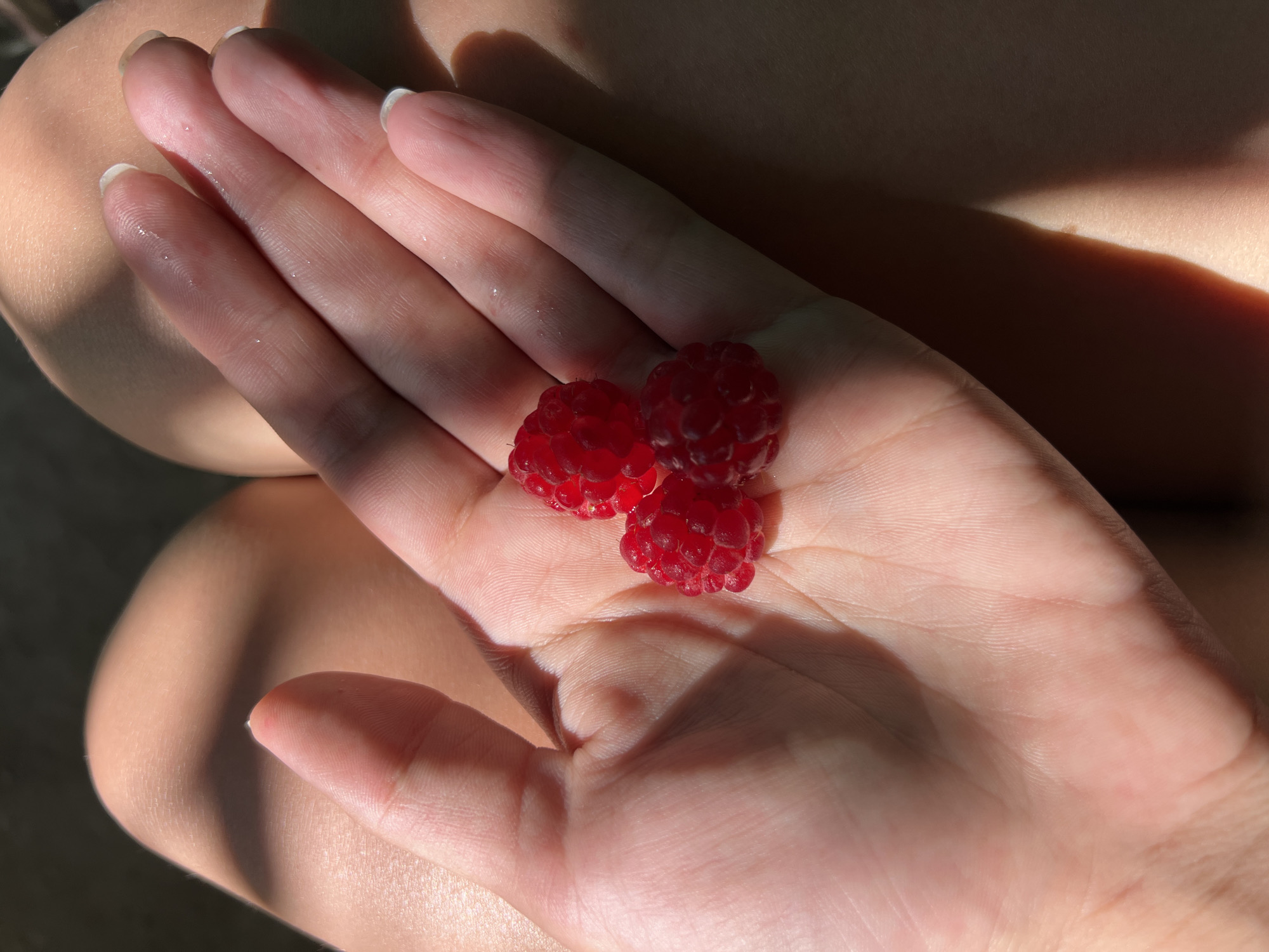 A close-up, overhead shot captures a person's open palm holding three ripe raspberries. The hand is pale and delicate, with visible lines and a slight sheen, suggesting it might be slightly damp or moisturized. The raspberries are a vibrant red, with the characteristic bumpy texture of the fruit. They are clustered together, with one on top and two nestled beneath it. The background consists of a person's leg, with dappled sunlight creating a pattern of light and shadow across the skin and the hand. The environment appears to be outdoors, possibly in a park or garden, given the natural lighting. The image is a still life, focusing on the simple beauty of the fruit and the texture of the skin. There is no information in the image to suggest the location in Millerovo, Russia.