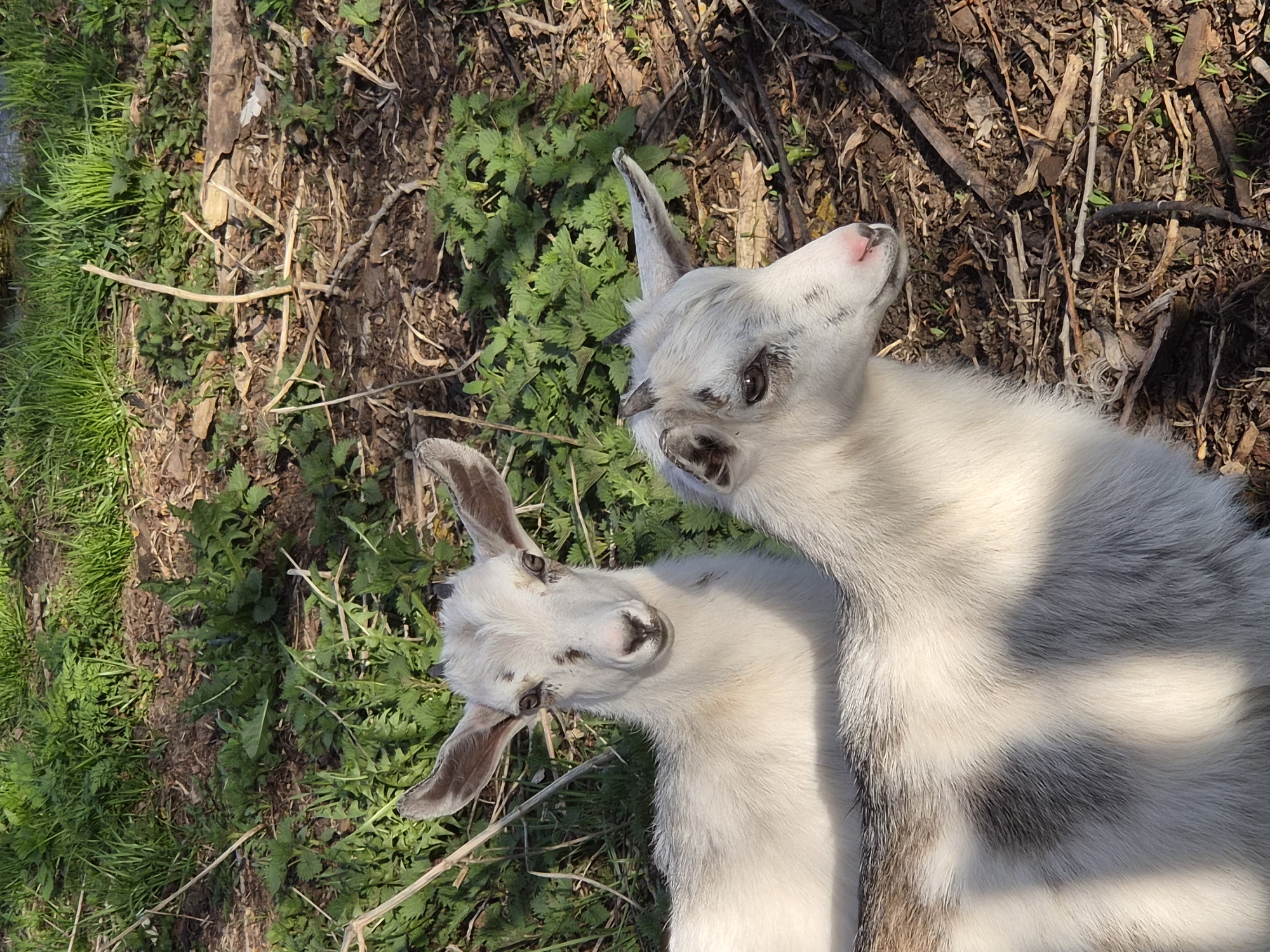 Two white and gray goats lie together on the ground. The ground is covered in grass, leaves, twigs, and dirt. The scene is sunlit.
Узяр, Russia is not visible in the image.