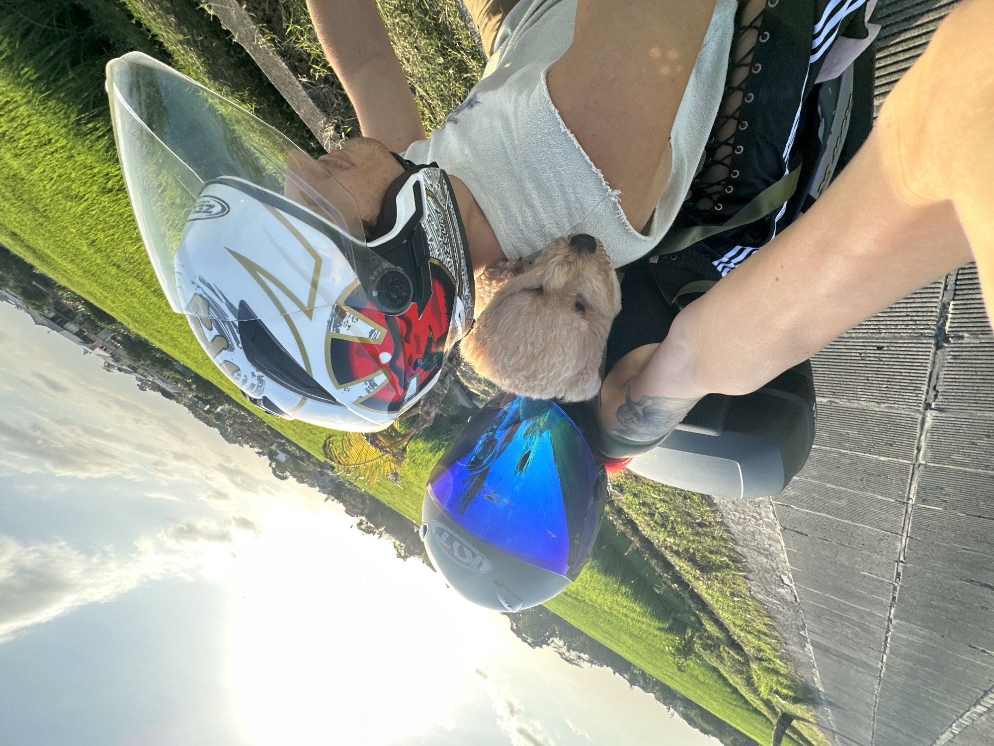 This is a selfie taken from the perspective of a person on a motorcycle, showing themselves and a small dog. The person is wearing a white and gold helmet with a red and black design. The dog, a light brown poodle mix, is resting its head on the person's shoulder and wearing a blue mirrored visor helmet. The motorcycle has a black storage box behind the rider. The background is a vibrant green rice field, illuminated by the warm light of the setting sun. The sky is partly cloudy with the sun creating a bright glow. The motorcycle is on a paved pathway next to the rice field. This scene is likely located in North Kuta, Indonesia, a region known for its picturesque rice paddies.