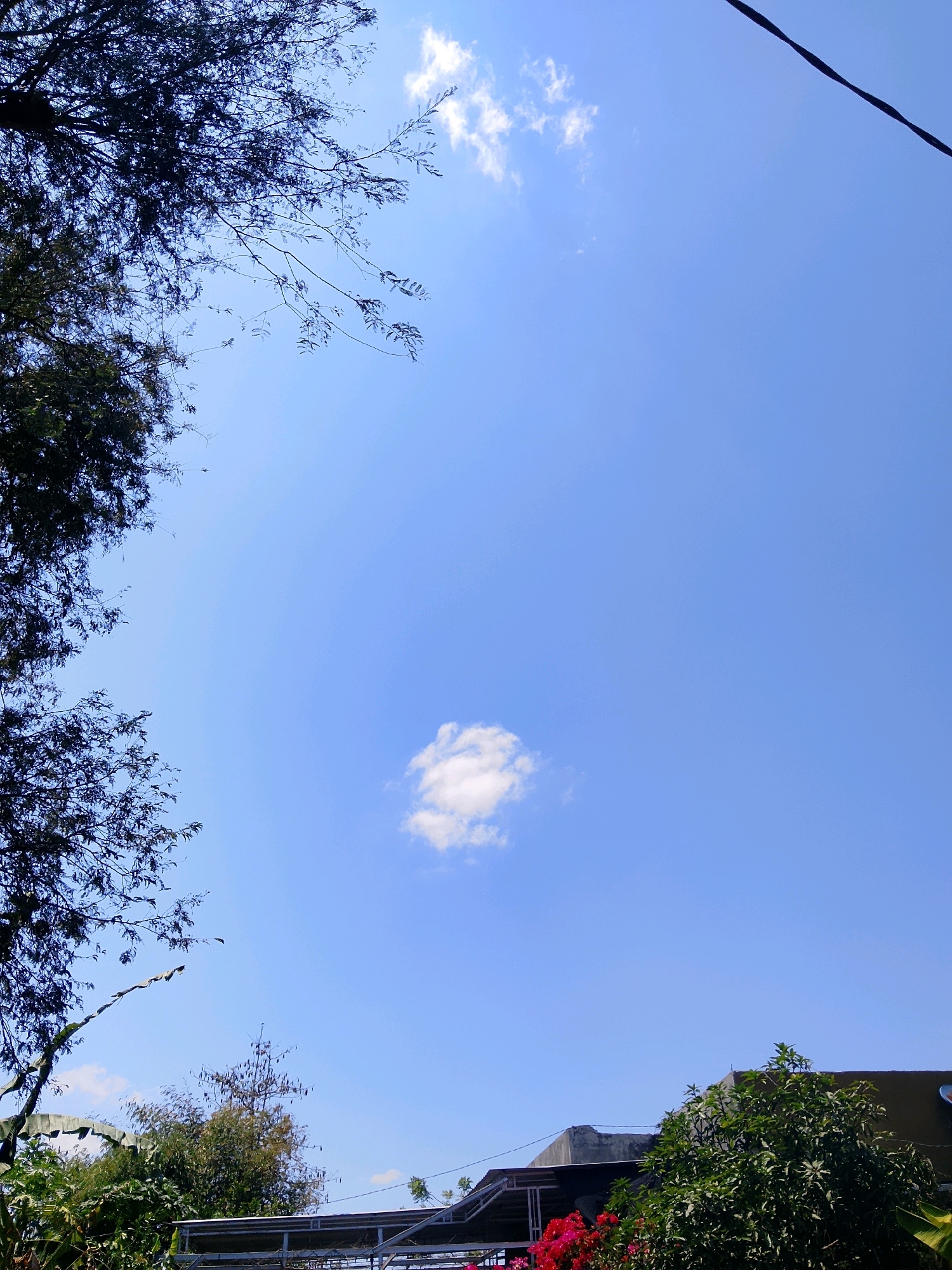 A low-angle shot captures a clear blue sky with a single, fluffy white cloud in the center of the frame. Dark green foliage from trees frames the left and bottom portions of the image, with bare branches extending from the top left. A black power line cuts diagonally across the upper right corner. In the lower portion of the image, a building with a flat, dark roof is visible, partially obscured by lush green trees and vibrant red flowers. The scene appears to be outdoors, likely in a residential or semi-urban area, under a sunny sky.