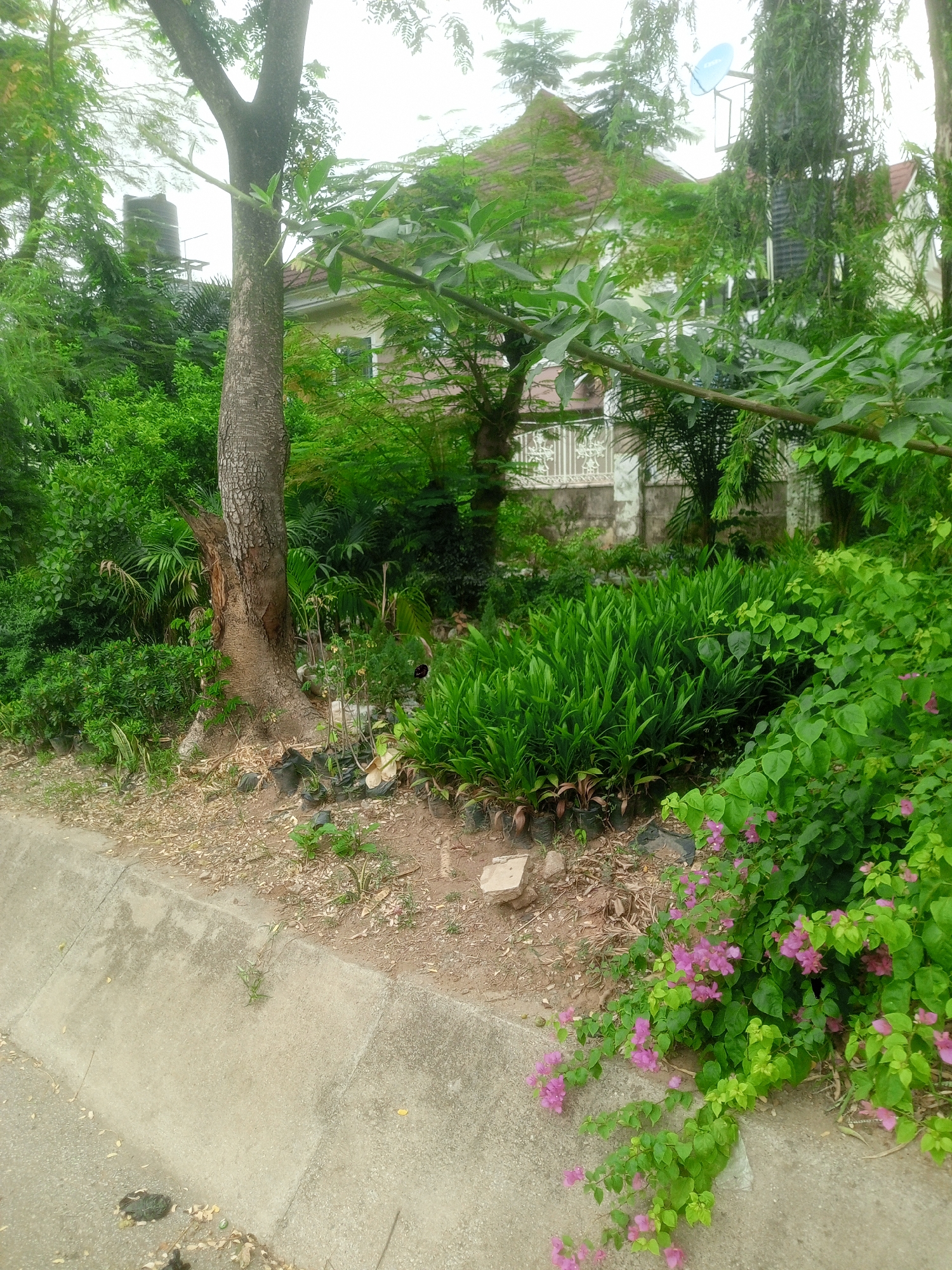 The image displays a lush, green outdoor environment, likely a garden or roadside space next to a residential property. In the foreground, a prominent tree with a thick, textured brown trunk stands towards the left, its branches reaching upwards into a bright, possibly overcast sky.
Numerous green plants and bushes dominate the scene, forming dense layers of foliage. Towards the lower right, a vibrant bush with bright pink flowers, characteristic of Bougainvillea, spills over a concrete curb. Further into the mid-ground, clusters of plants in black polythene nursery bags are scattered on the reddish-brown soil, indicating a plant nursery or recent landscaping activity. A dense bed of tall, sword-like green leaves forms a central feature.
In the background, partially obscured by the dense vegetation, is a house with a reddish-brown tiled roof and light-colored walls, featuring white railings on a balcony or porch. Above the house on the left, a black cylindrical water tank on a stand is visible, and on the right, a blue satellite dish is mounted on a pole.
A concrete curb or drainage ditch runs along the bottom and left edges of the frame, separating the verdant area from what appears to be a paved surface just out of view. The ground consists of soil mixed with dried leaves and some sparse vegetation.
The scene is devoid of people or direct activity, conveying a sense of natural tranquility in what appears to be a residential or semi-urban area. The time of day is daytime, with soft, diffused lighting. No discernible text is visible in the image. The setting is consistent with a tropical or subtropical location like Abuja, Nigeria.