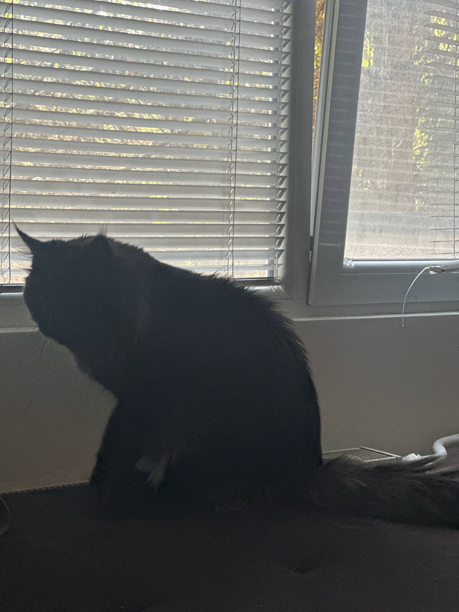 A black cat is silhouetted against a window with horizontal blinds. The cat is sitting and looking to the left. Its tail extends out to the right. The blinds are partially open, allowing sunlight to filter through, creating a striped pattern of light and shadow. The background outside the window shows trees and foliage, indicating an outdoor environment. The scene is likely indoors, in a residential setting, possibly an apartment in Sofia, Bulgaria, given the presence of the window and blinds. The overall lighting is dim, with the cat being the primary subject illuminated by the light from the window.