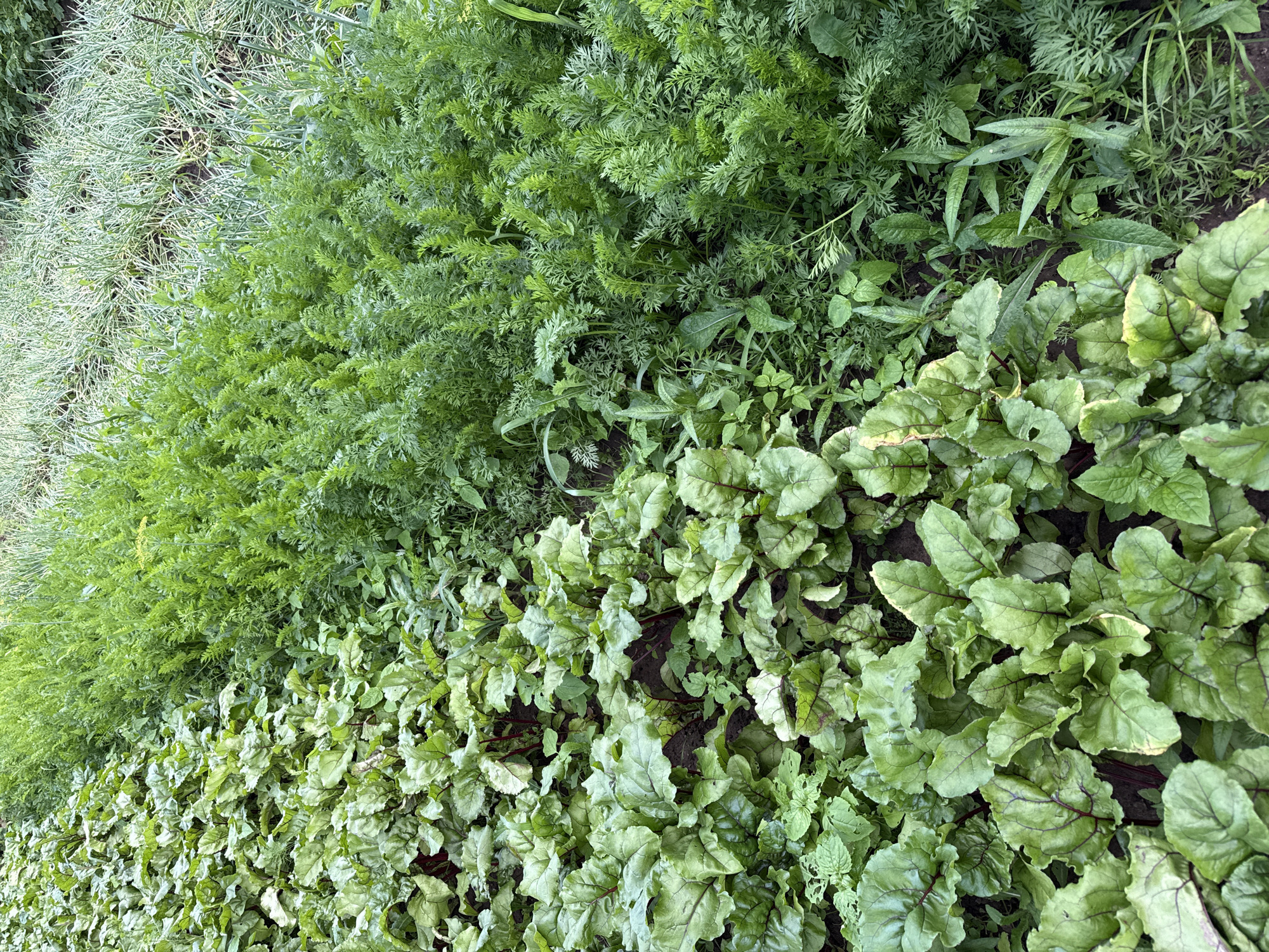 The image shows a close-up, overhead view of a garden bed divided into two distinct sections. On the left, a dense planting of beet greens is visible, characterized by their broad, crinkled leaves with prominent reddish-purple veins. The soil is dark and visible between the plants. To the right of the beet greens, a section of carrot tops is present, featuring feathery, finely divided green foliage. The carrot plants appear to be growing densely, intermingled with some weeds. The lighting suggests it is daytime, possibly early morning or late afternoon, given the soft light and lack of harsh shadows. The overall impression is one of a thriving vegetable garden. There is no indication of the city of Chaikovsky, Russia, or any people in the image.