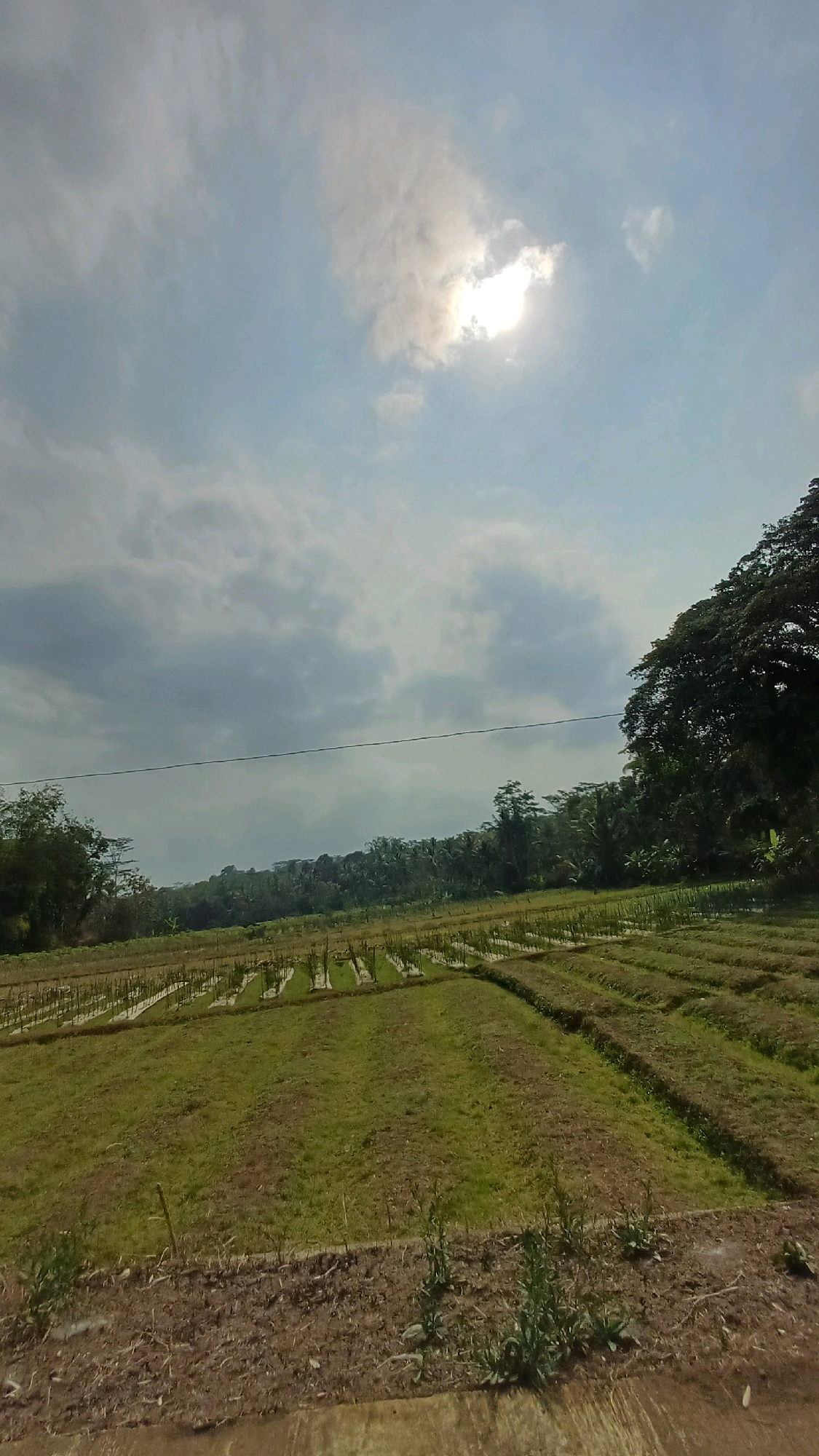 The image depicts a rural landscape under a cloudy sky with the sun peeking through. In the foreground, dry, tilled soil is visible with sparse green vegetation. Beyond this, an agricultural field stretches out, featuring rows of young plants or seedlings, many covered with white plastic sheeting. These rows are organized in a grid pattern, indicating cultivation.
Further into the background, a dense line of trees and foliage marks the horizon, suggesting a forest or a treeline. The terrain appears to be slightly undulating, with hills visible in the distance. A single power line stretches horizontally across the mid-ground of the image.
The overall impression is of a serene, agricultural setting in Pringsurat, Indonesia, likely captured during daytime. No people are visible in the image. The environment appears natural and cultivated, with a focus on agricultural activity.