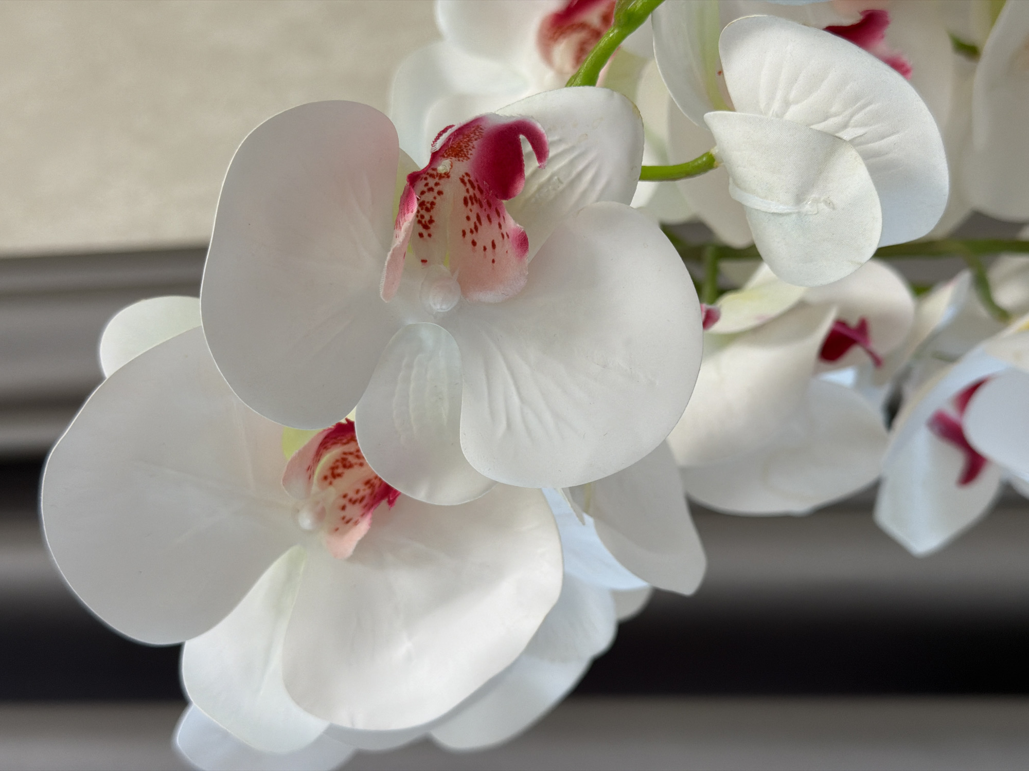 A close-up, eye-level shot focuses on several white orchid blossoms with vibrant pink speckles and accents in their centers. The orchids are the primary subject, with their delicate petals and intricate details filling the frame. Behind the flowers, a softly blurred background consists of vertical, muted gray and beige stripes, suggestive of blinds or drapes. The lighting appears to be soft and diffused, creating subtle highlights and shadows on the petals. No people or other objects are visible in the frame, and the scene is devoid of any specific urban or geographical context.
