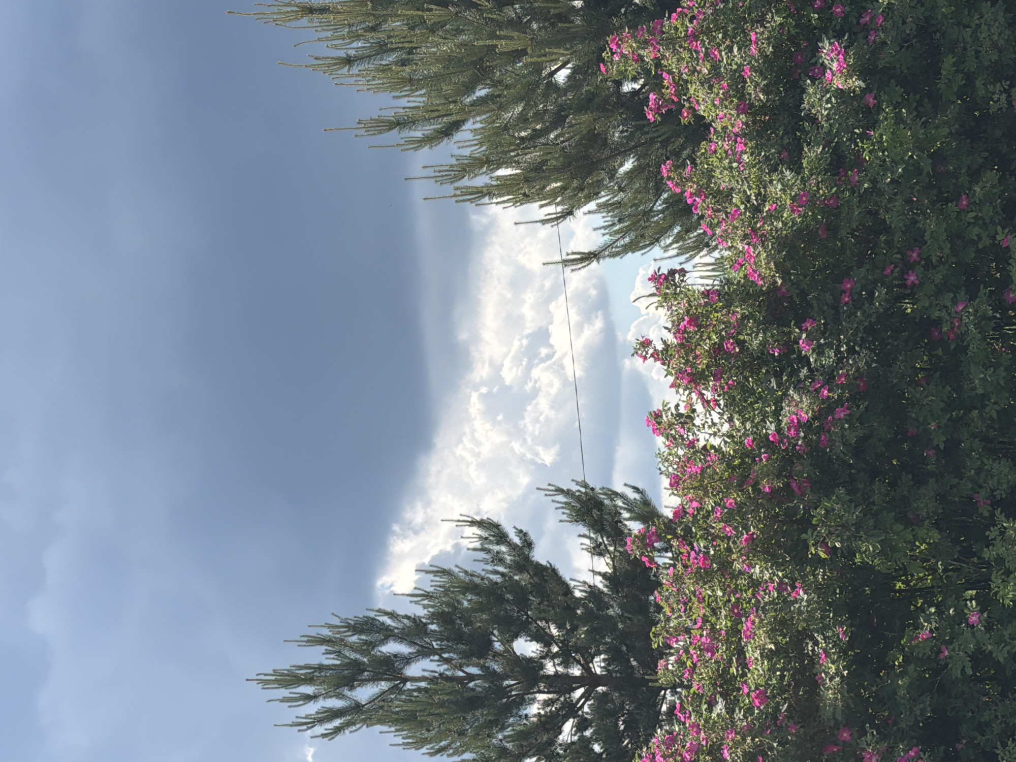 This media file captures an outdoor scene dominated by sky and lush vegetation, presented with a vertical orientation where the sky is on the left and the greenery on the right. When viewed in standard landscape orientation, the image displays a bright, partly cloudy sky above dense plant life.
The top portion of the scene is filled with a pale blue sky, showing a significant formation of white, fluffy cumulus clouds that stretch across the mid-section. Towards the upper left, there are also areas of a darker, possibly hazy or more overcast, sky.
Framing the sky from below and the sides are two distinct types of trees and shrubs. On the left side of the frame (bottom after reorientation), there is a dark green coniferous tree, likely a pine or spruce, with its characteristic needle-like foliage extending upwards into the sky. On the right side of the frame (top after reorientation), a vibrant green shrub or bush is densely covered with numerous small, bright pink or magenta flowers, possibly indicating a wild rose or similar flowering plant. This flowering bush dominates a significant portion of the right side, showcasing its rich bloom against the green leaves.
A thin, dark line, possibly a utility wire or power line, is visible stretched across the mid-ground of the sky section, horizontally between the coniferous tree and the flowering bush.
The scene depicts a daytime setting, likely under bright sunlight, suggested by the clarity of the sky and the vivid colors of the flowers. There are no people visible, nor any discernible text. The overall impression is one of a natural, serene environment.