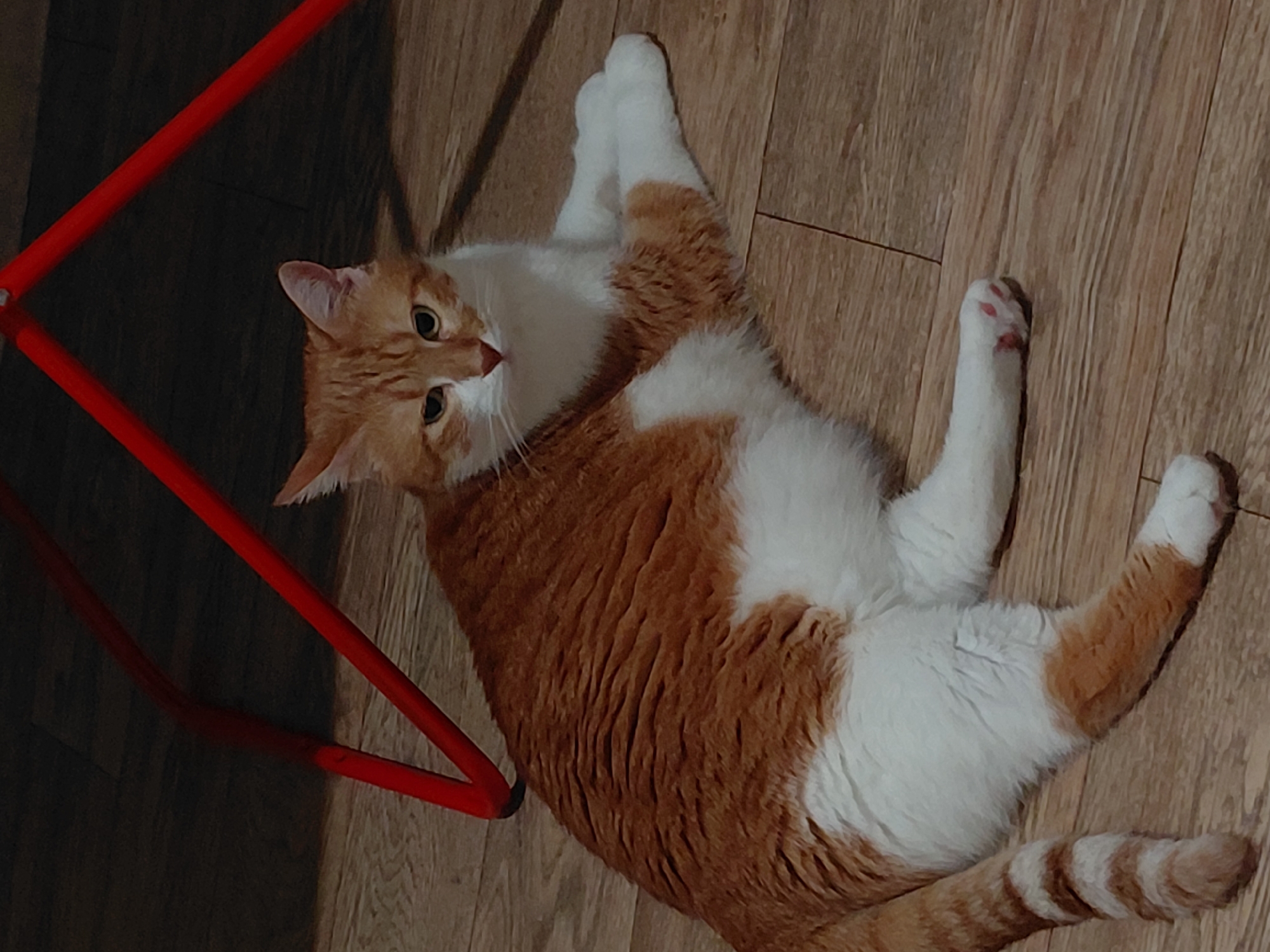 An orange and white domestic cat is depicted lying on a light brown wooden floor in an indoor setting. The cat's fur is predominantly ginger with classic tabby stripes visible on its back, sides, and tail, while its chest, belly, paws, and parts of its face are white. Its eyes are a light greenish-yellow, and its nose is pink. The cat's body is stretched out, with its hind legs extended backwards and its front paws tucked or slightly forward, one revealing pink paw pads. Its head is turned towards the viewer, maintaining a direct gaze. In the background, a bright red, tubular metal frame, possibly part of a piece of furniture, is partially visible, forming angular shapes against a darker, possibly shadowed, wall or floor area. The wooden floor exhibits distinct grain patterns and seams. No individuals are present. The scene provides no discernible features or identifying markers to ascertain its location in Plovdiv, Bulgaria, or any other specific geographical area.
