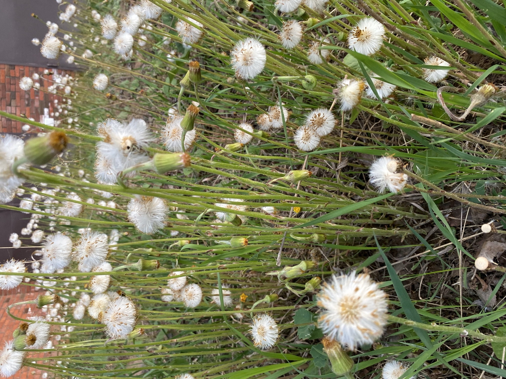 The image shows a dense patch of white, fluffy seed heads interspersed with green stems and blades of grass. These are likely dandelion seed heads or a similar type of plant that produces a white, airy puffball when it goes to seed. Some closed buds and spent flower heads are also visible. A brick building or wall is partially visible in the background, suggesting the location may be near a structure. Based on the prompt and the type of vegetation, the image is likely taken in a naturalized or unkempt area within the city of Votkinsk, Russia.