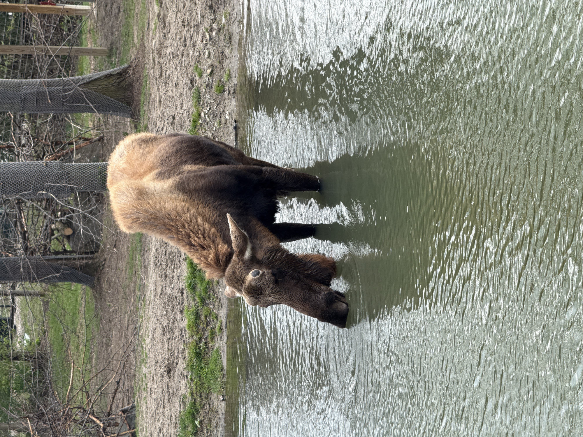 A brown moose is drinking from a body of water. The moose is partially submerged in the water, and its head is down, presumably drinking. The water is rippled. Behind the moose, there is a shoreline with dirt and some sparse grass. A fence is visible in the background. The image was taken in Powell, United States of America.