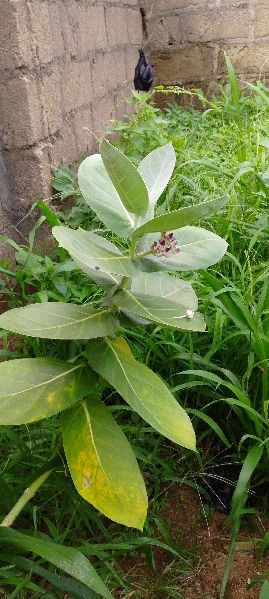 A vertical, eye-level medium shot shows a large, green, leafy plant with purple flowers in the foreground. The plant has thick, fleshy leaves, some of which are tinged with yellow, indicating possible disease or aging. In the upper right corner of the frame, a black bird, possibly a chicken, is partially visible, perched on a vine. Behind the plant and the bird is a rough, light brown brick wall. The ground is covered with sparse brown soil and thick green grass. The scene appears to be in an outdoor, possibly neglected area, with the environment suggesting a natural setting within an urban or semi-urban location.