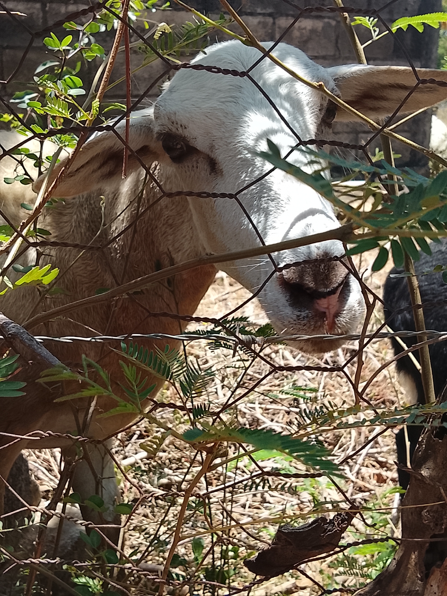 A close-up shot captures a light brown and white goat standing behind a wire fence. The goat's face is prominent, with a dark nose, light-colored ears, and dark eyes. Green foliage and small branches are interwoven with the fence, obscuring the background. The ground appears to be covered with dry vegetation. The location is Altagracia, Venezuela.