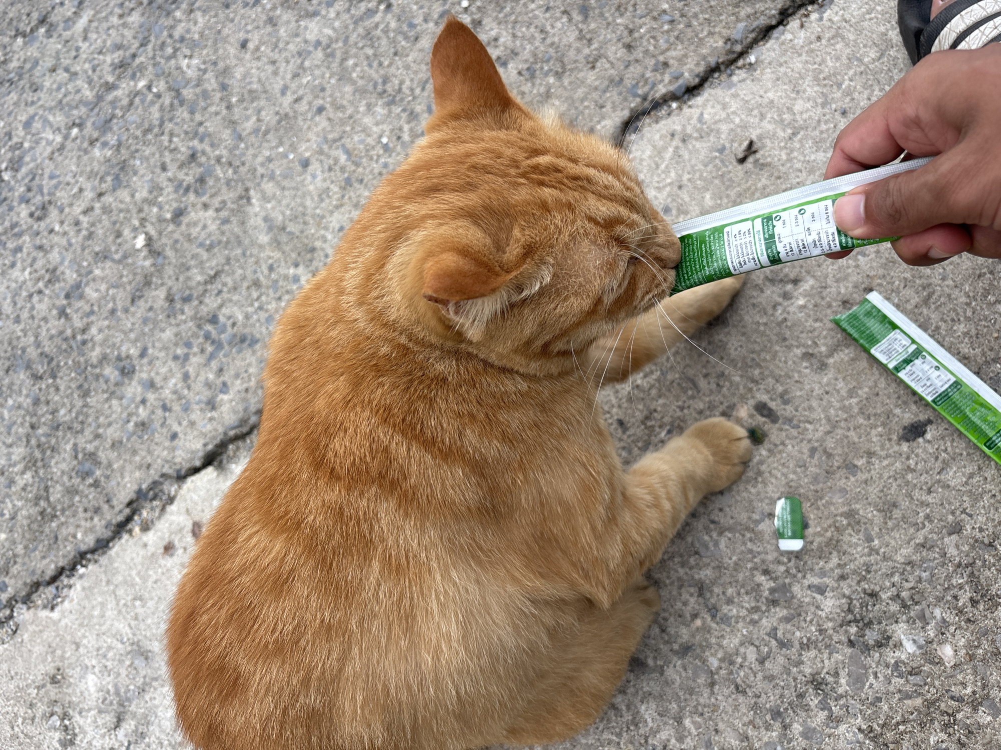 An orange tabby cat is on a cracked concrete surface, likely outdoors in Rawai, Thailand. The cat is sniffing and licking the end of a green and white tube held by a person's hand. The tube appears to be a food or treat for the cat, with nutritional information printed on it. Two other similar tubes are visible on the ground near the cat. The lighting suggests it is daytime.