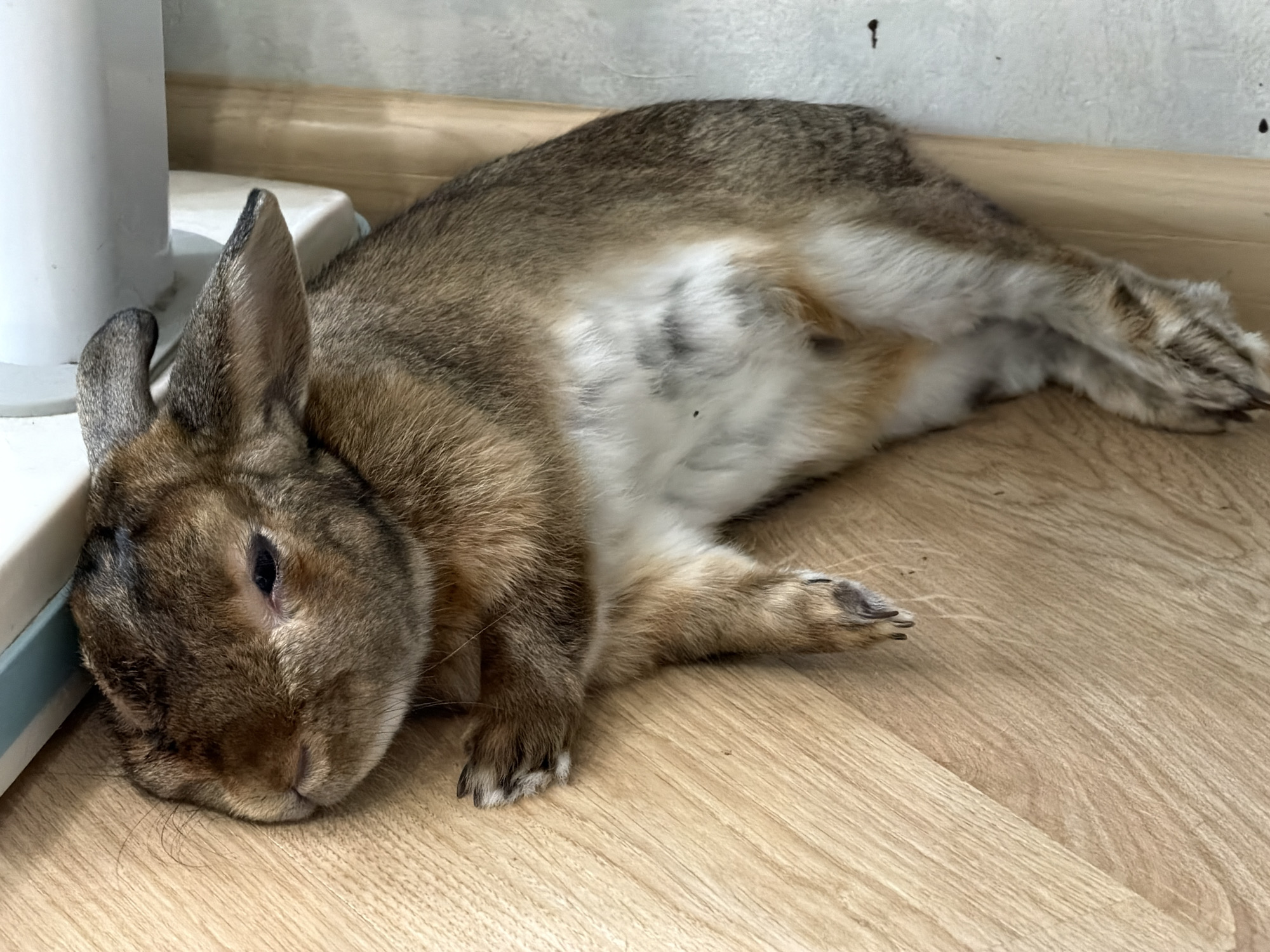 A domestic rabbit, exhibiting an agouti-like fur pattern with a white belly, is depicted resting on its left side on a light-colored wooden plank floor in the city of Solikamsk, Russia. The rabbit's body is fully extended, with its head positioned near the base of a white object which has a light blue trim at its bottom edge. One eye of the rabbit is partially visible and appears closed. Its ears are mostly upright, with a minor irregularity on the tip of the visible ear. The background features a light-colored wall with visible imperfections and a wooden baseboard running horizontally. The rabbit's front and rear paws are visible, showing defined claws. The scene suggests a relaxed indoor environment.