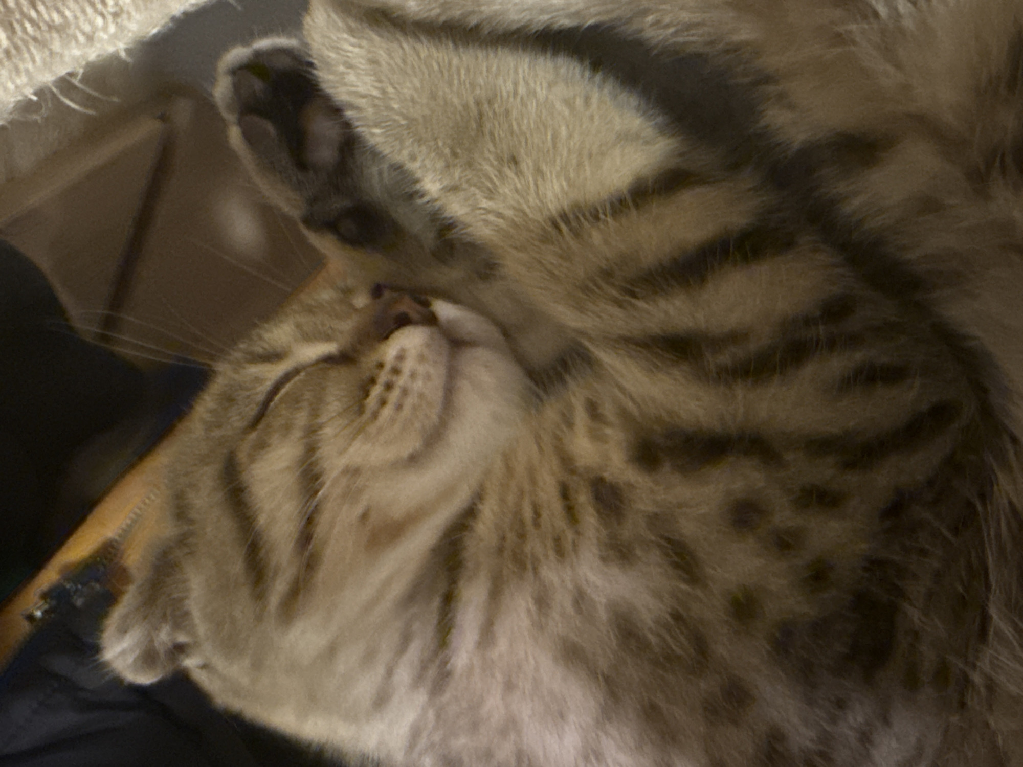 A close-up, slightly blurry photograph shows a tabby cat sleeping, curled up with its paws tucked against its face. The cat's fur is a mix of brown, tan, and black stripes. The background is dark and indistinct, with a hint of a wooden surface and dark fabric. The image does not contain any information about the city of Sofia, Bulgaria, nor any identifiable landmarks or context related to a specific location.