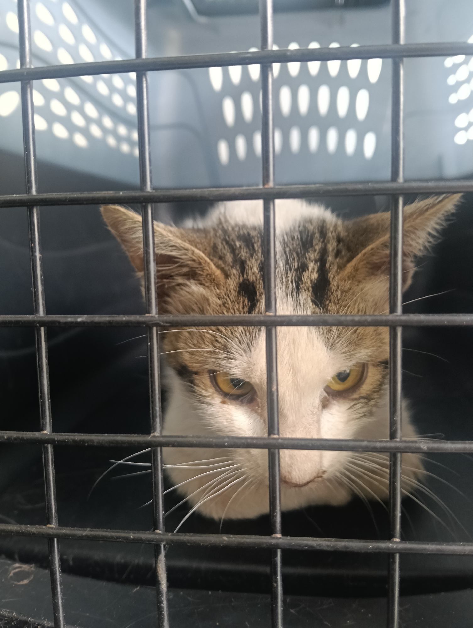 A cat with white and brown markings is enclosed in a dark metal cage. The background indicates the cage is inside a carrier. The location is unknown and could not be deduced from the image.