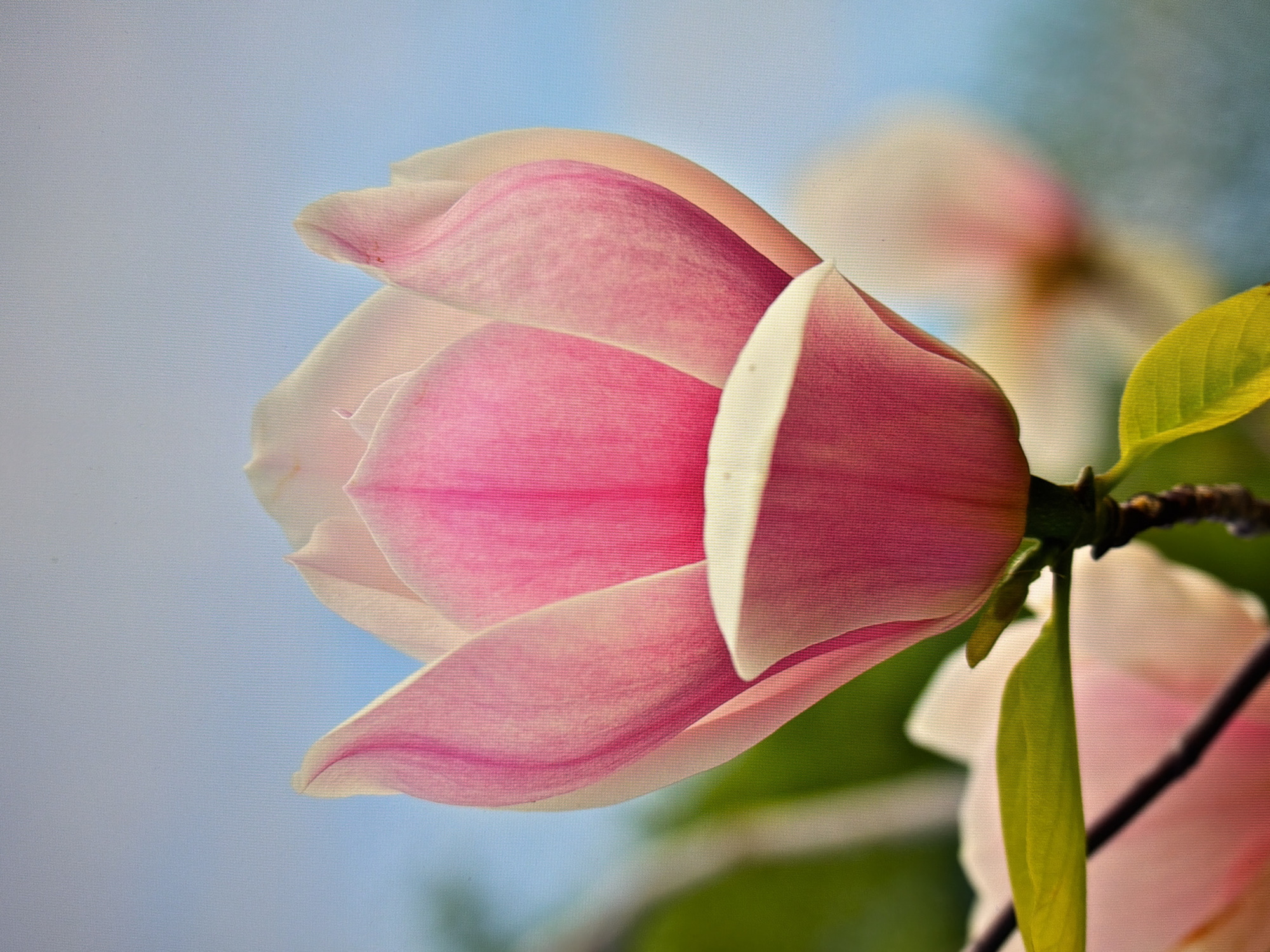 The image is a close-up, vertical shot of a pink magnolia flower in bloom. The flower's petals are a vibrant pink, transitioning to a lighter shade at the edges, with some white visible at the base of the outer petals. The petals are slightly translucent, allowing light to shine through. The flower is centered in the frame and is slightly tilted. Behind the flower, a soft, out-of-focus background consists of a pale blue sky with hints of greenery. Another magnolia flower, also out of focus, is visible in the lower right portion of the image. A few green leaves and a portion of a dark brown branch are also visible, with the leaves extending into the lower left of the frame. The image is rendered with a fine, pixelated texture, possibly due to a display screen or a digital filter.
The image does not provide any specific geographical information or context that would allow for identification of its location within the city of Kyiv, Ukraine.