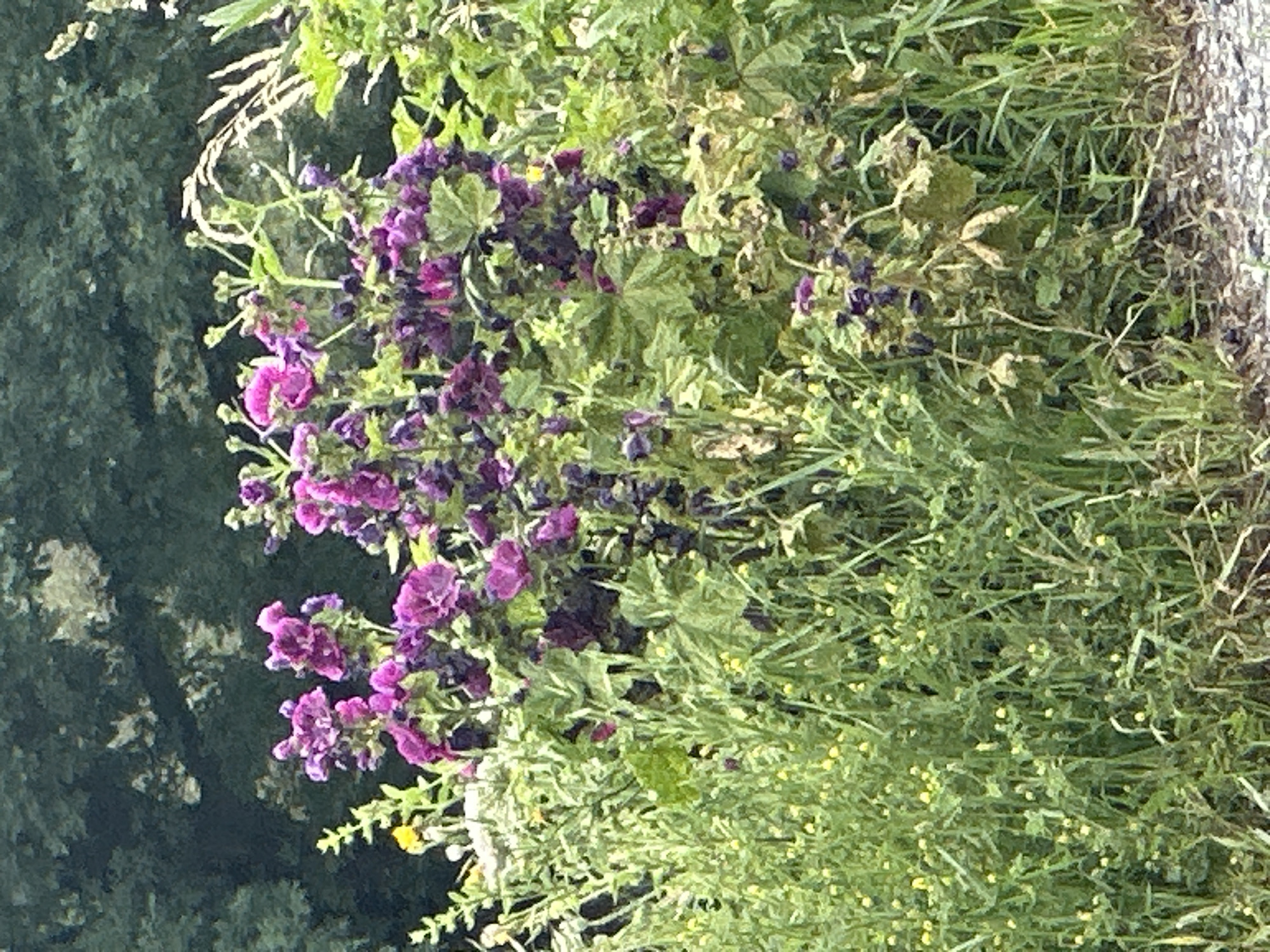 The image shows a cluster of hollyhock flowers, some in bloom and others with spent petals, along with various other green plants and small yellow flowers. The hollyhocks are predominantly purple and pink, with some darker hues visible. They are growing in a dense patch of vegetation. In the background, a dark, indistinct mass of foliage can be seen, likely trees. The foreground shows a path or ground surface with a rough texture, possibly gravel or dirt. The scene appears to be outdoors, in a natural or garden setting. The specific location in Lauterach, Austria, is not discernible from the image itself. There are no people or animals present in the image.