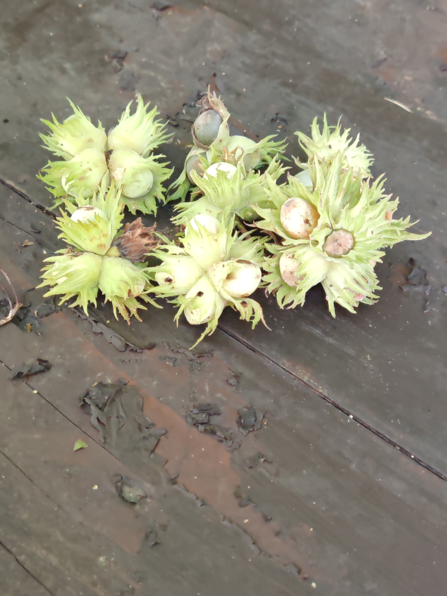 A cluster of immature hazelnuts, still encased in their spiky green husks, are arranged on a weathered, dark wooden surface. The hazelnuts are light green and some are partially visible within their husks. The wooden surface appears to be outdoors, possibly a table or a deck, and shows signs of wear and peeling paint, with a few small white specks scattered across it. The lighting is natural and suggests an overcast or shaded environment. The scene is static, with no activity or people present. The location is specified as Rosinka, Russia.