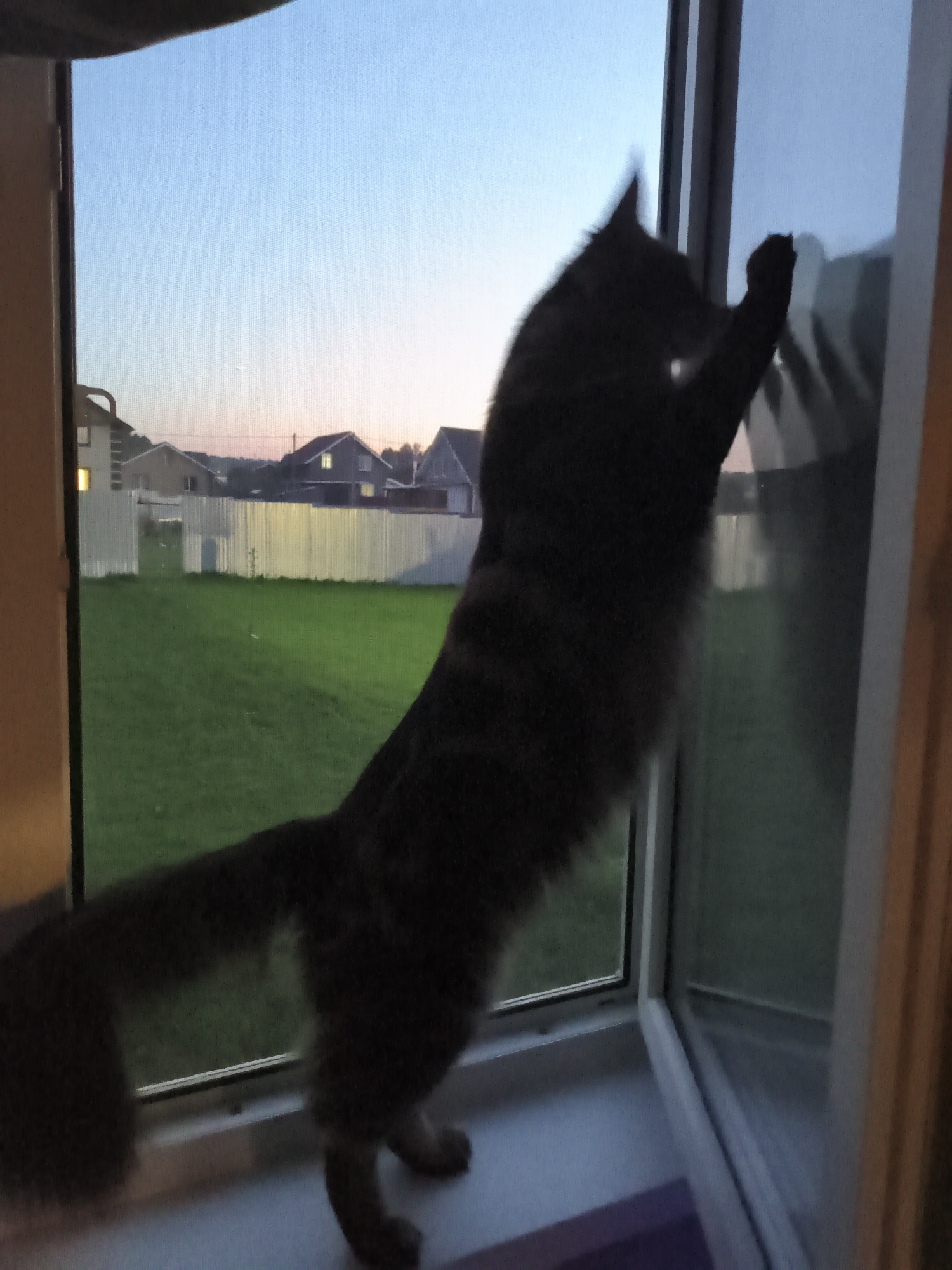 A long-haired cat stands on its hind legs at an open window, paws up on the screen. The sky outside is dusk, with houses and a white fence visible in the background. The location appears to be Русский Вожой, Russia, based on the provided context.