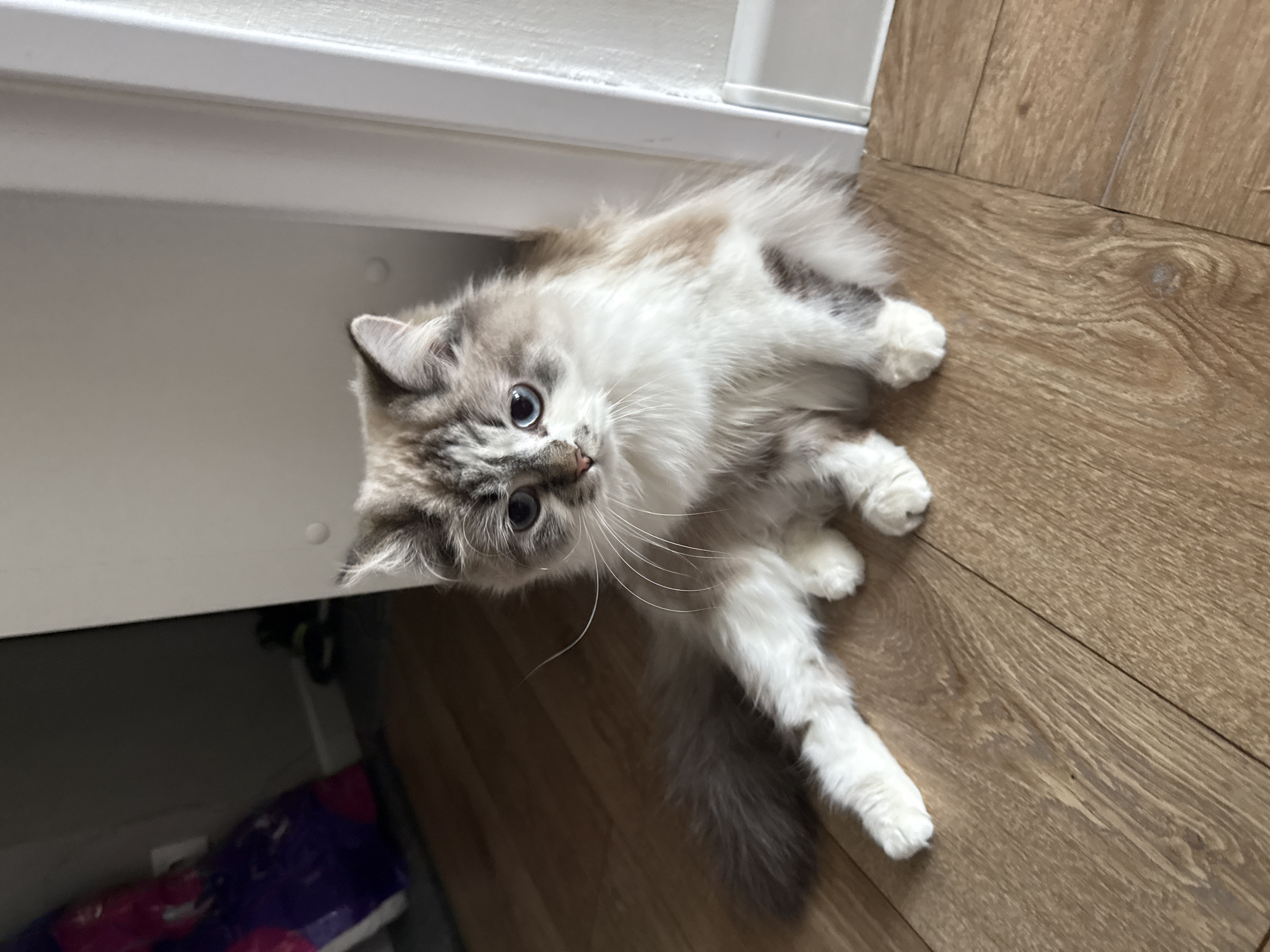 A fluffy, mostly white cat with grey markings lies on its side, partially under a white cabinet in what appears to be a domestic indoor setting. The cat gazes upwards towards the camera. The floor is wood laminate. A partial view of items inside the open cabinet is visible, including what seems to be a bag of purple and pink packaging. The location is not discernible from the image.