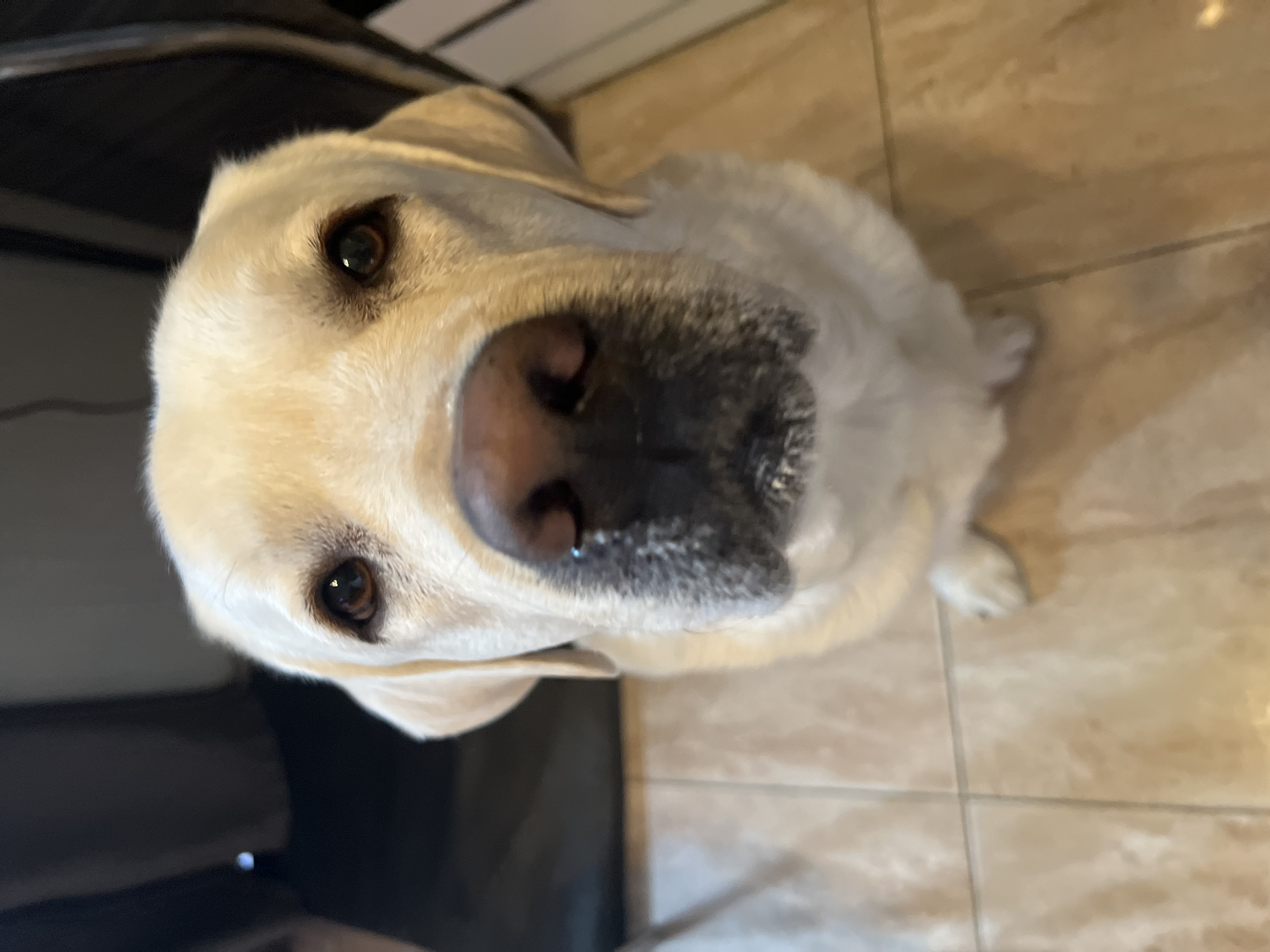 A close-up, high-angle shot shows a light-colored Labrador Retriever dog. The dog is looking upwards, directly at the camera. Its eyes are brown, and its nose is pink with dark patches. The dog is sitting on a tiled floor with a beige and tan pattern. In the background, partially visible, is a dark-colored object that appears to be a chair or another piece of furniture. There is no indication in the image about Mytishchi, Russia.