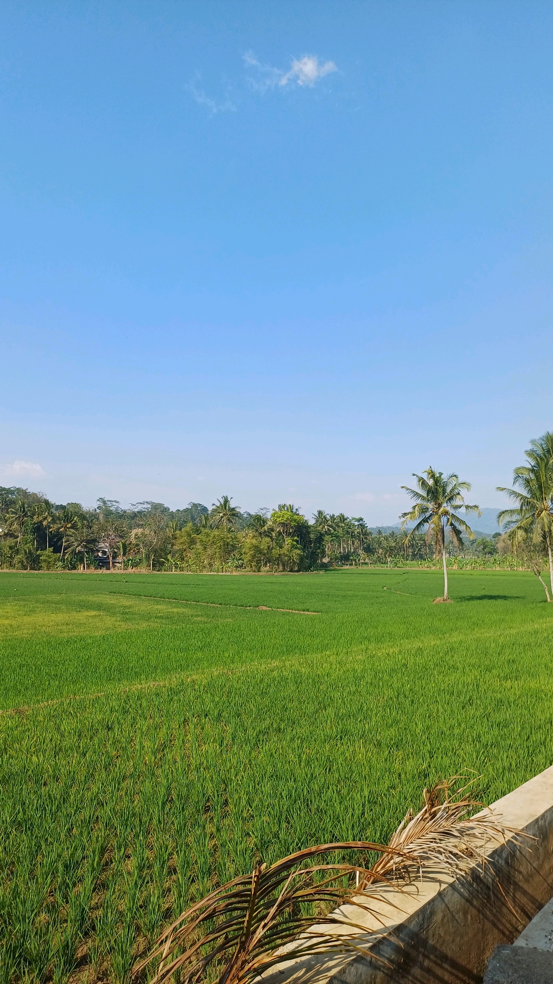 A lush, green rice paddy field fills the majority of the frame, stretching towards a treeline dotted with palm trees. The sky above is a clear, bright blue with a single, small white cloud. In the foreground, a concrete barrier is visible, partially obscured by dry palm fronds. The scene appears tranquil and pastoral, indicative of a rural landscape, likely in the area of Mlobo, Indonesia. There are no people or animals visible in the image. The overall impression is one of natural beauty and agricultural productivity under a sunny sky.
