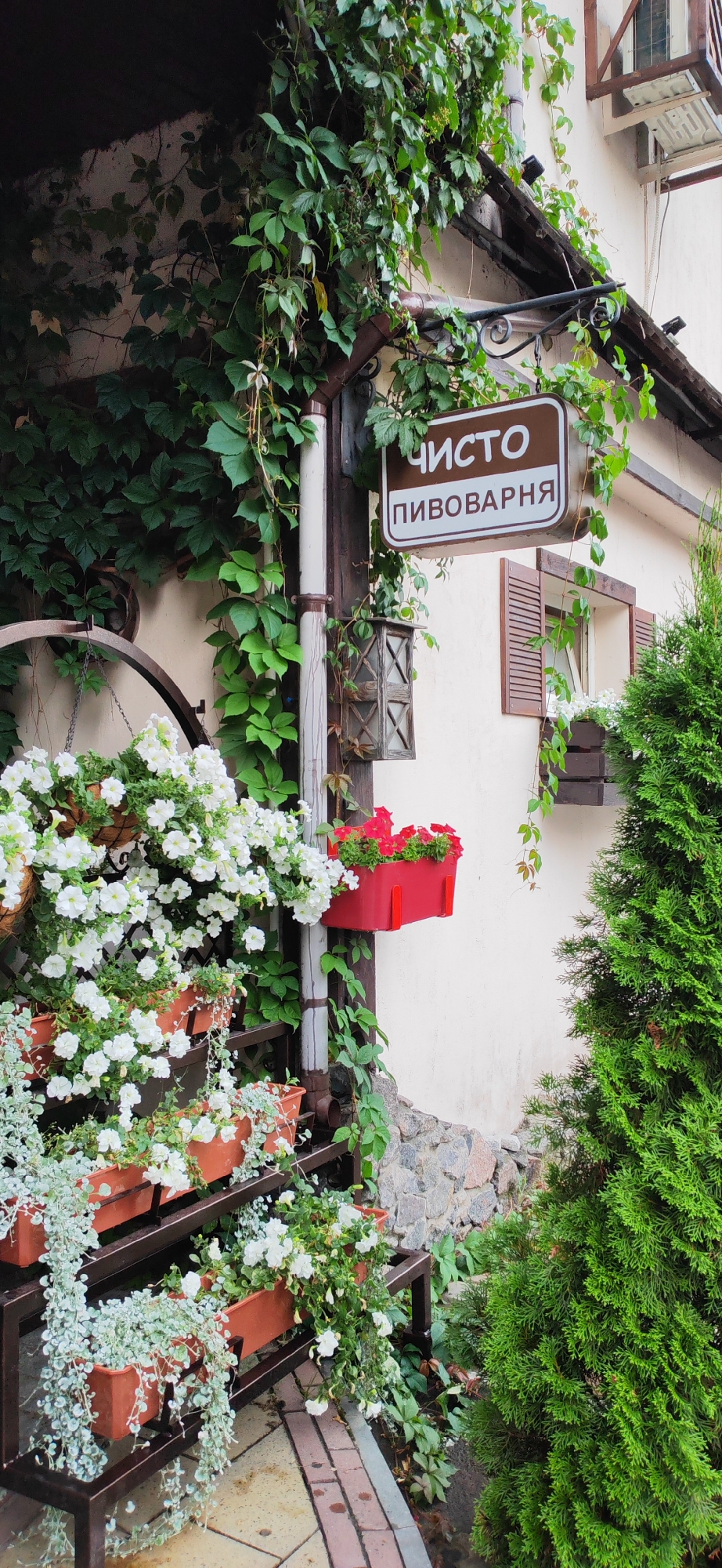 The image depicts the exterior of a building in Homyel, Belarus, likely a establishment with a sign that reads "ЧИСТО ПИВОВАРНЯ" which translates to "Clean Brewery." The building has a light-colored facade with brown wooden shutters on a window. In front of the building, a wooden post supports a hanging lamp and the brewery sign. Lush green ivy vines are growing over the facade, the post, and the roofline.
Below the sign, a bright red planter box contains red flowers. To the left, a tiered stand holds numerous terracotta pots filled with white petunias and trailing silver-green plants. A large, weathered wagon wheel is visible in the upper left corner. A tall, dense green evergreen tree stands to the right of the building, partially obscuring the facade. The ground is paved with a mix of stone and brick. The scene appears to be an outdoor seating area or entrance to the establishment.