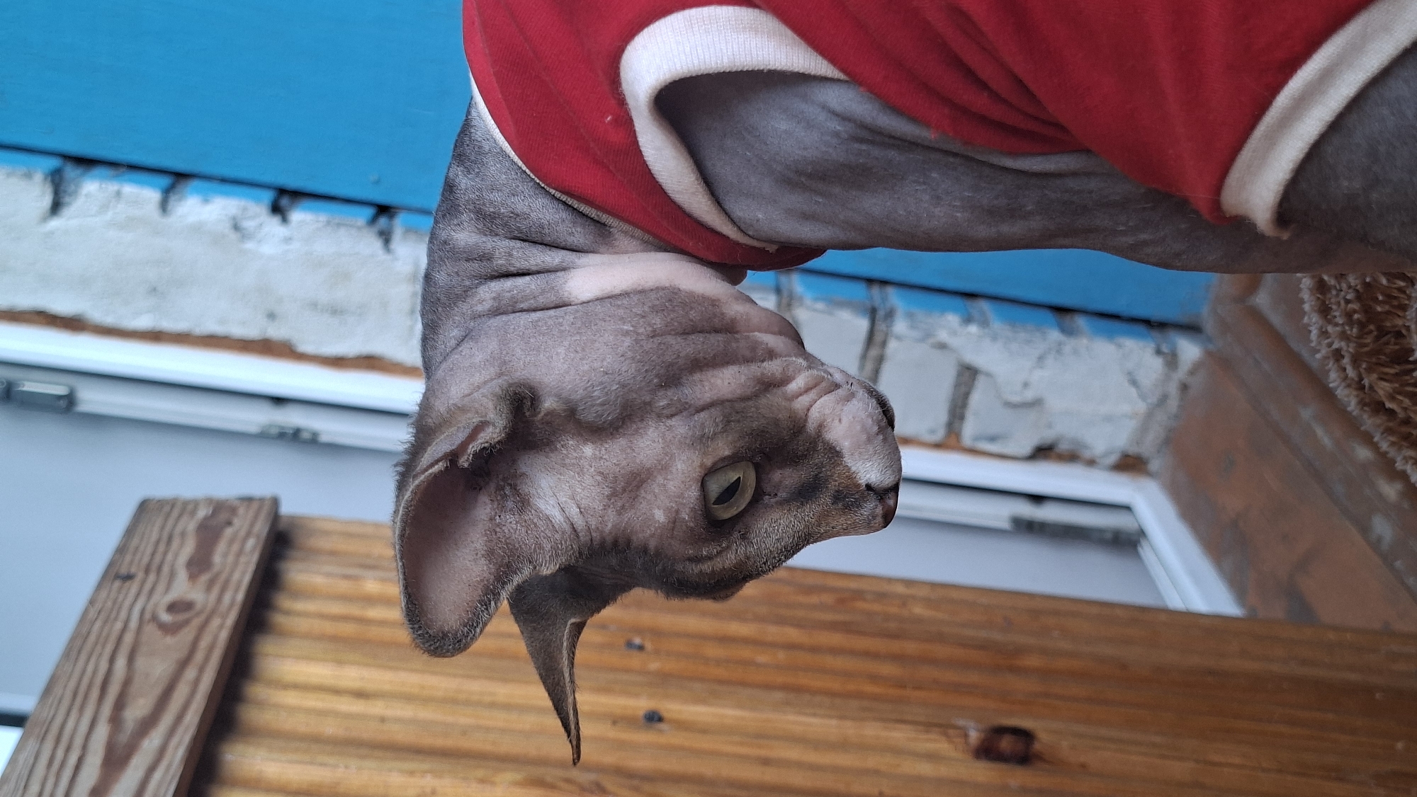 The media file shows a close-up, upside-down view of a hairless cat, possibly a Sphynx breed, wearing a red and white t-shirt. The cat has grey skin with some lighter patches and large ears. Its face is turned to the side, with one green eye visible, looking intently. The cat appears to be held or positioned in a way that its head is hanging downwards.
In the background, there are wooden planks and a blue surface that might be part of an outdoor structure, like a wall or a fence. There are also hints of a window frame and what looks like a brick pattern, suggesting an outdoor or semi-outdoor setting. The lighting suggests it might be daytime, but the specific time is not clear. The scene is set in Забалоцкі сельскі Савет, Belarus. There is no visible text in the image. The overall impression is of a pet being photographed in a casual, possibly playful or curious, moment.
