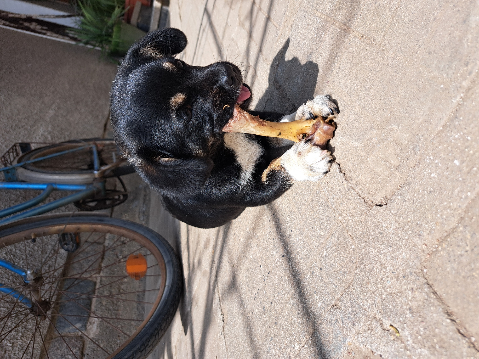 The scene depicts a black and tan dog lying on a concrete surface. The dog is holding and gnawing on a bone. A bicycle with blue frame and rusty wheels is partially visible in the background to the left of the dog. The photo appears to have been taken outdoors, with sunlight casting shadows of the dog and bicycle on the concrete.