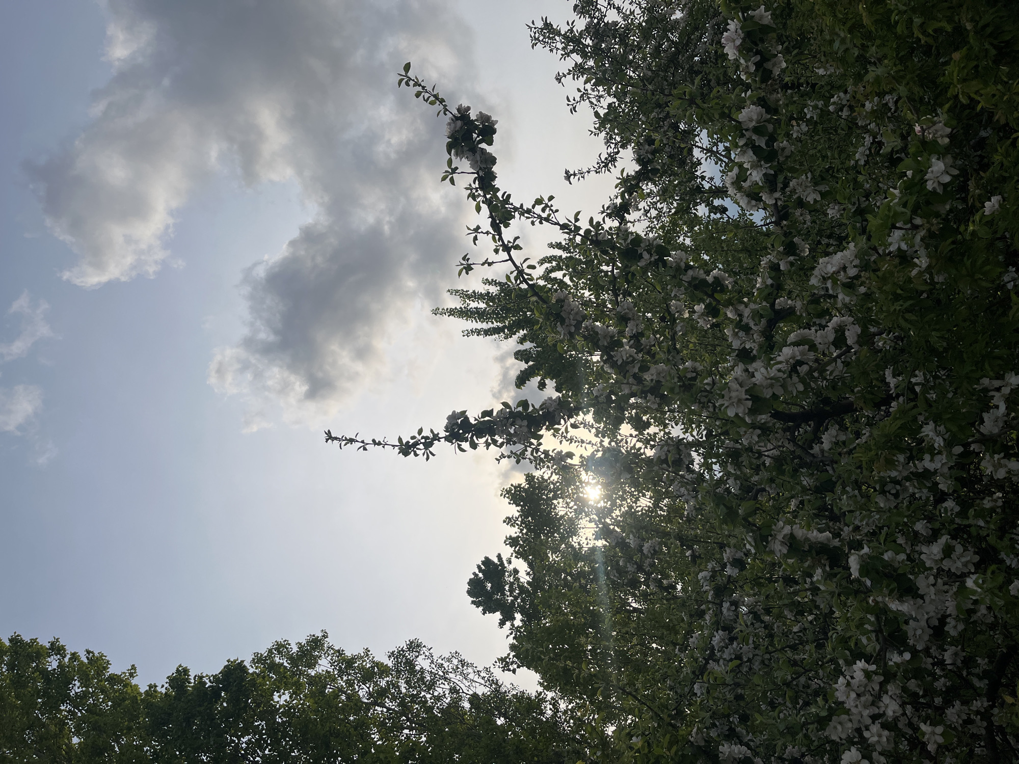The image, taken in Sofia, Bulgaria, presents a low-angle view looking upwards through the canopy of several trees towards a partly cloudy sky. The composition is dominated by natural elements, primarily trees and the sky, with the sun shining through the foliage.
In the upper and right portions of the frame, a prominent tree branch laden with white blossoms, likely from an apple or cherry tree, extends across the sky. The blossoms are delicate and white, contrasting against the darker branches and leaves. Below this, and continuing into the lower and right parts of the image, are dense clusters of green leaves and more white flowers, forming a vibrant ceiling of foliage. The leaves appear fresh and green, suggesting spring or early summer.
The sky above is a mix of clear light blue patches and significant grey and white clouds. The clouds are somewhat scattered, allowing direct sunlight to break through. The sun itself is partially obscured by the tree canopy on the right side, creating a bright glare and visible sunbeams that pierce through the leaves. This suggests a bright daytime setting, possibly morning or late afternoon given the angle of the light. The overall lighting creates a dramatic effect with bright highlights where the sun is visible and softer, shadowed areas within the denser parts of the tree foliage.
There are no people, man-made objects, or visible text in the image. The scene captures a peaceful and natural moment, highlighting the beauty of blossoming trees against the sky.