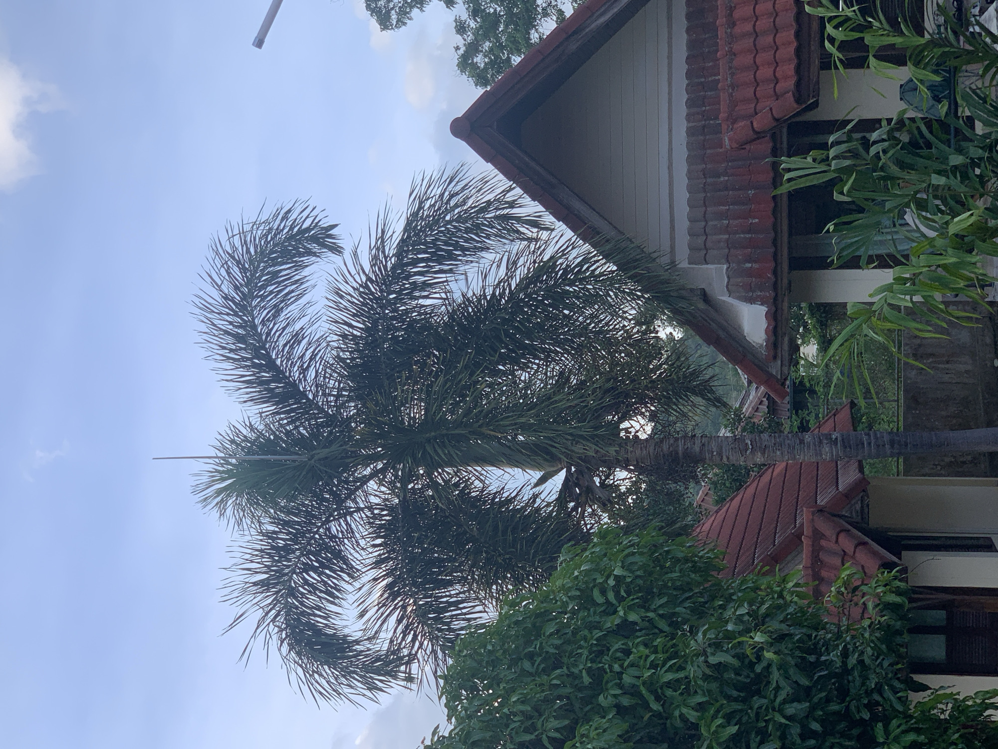 The image shows a palm tree in front of a building in บ้านบางรักษ์, Thailand. The building has a red tiled roof. Lush green foliage surrounds the base of the palm tree. The sky is visible between the fronds of the palm and is a light blue with some clouds.