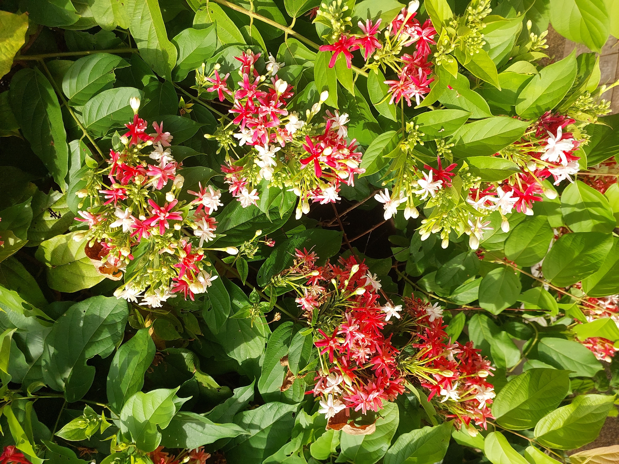 A close-up, high-angle shot captures a dense cluster of vibrant red and white flowers, likely Quisqualis indica, nestled amongst lush green foliage. The flowers, with their delicate, star-shaped petals, are grouped in clusters and appear to be in various stages of bloom, with some fully open and others still budding. The leaves are a deep, rich green, some catching the sunlight and appearing brighter, while others are in shadow, adding depth and contrast to the scene. The overall impression is one of natural abundance and vibrant color. The image is devoid of any human presence or discernible urban elements, suggesting it may have been taken in a garden or a natural setting. The lighting indicates it is daytime, with the sun casting distinct shadows. There are no identifiable landmarks or contextual clues within the image to confirm a specific location within Baan Mae Nam, Thailand.