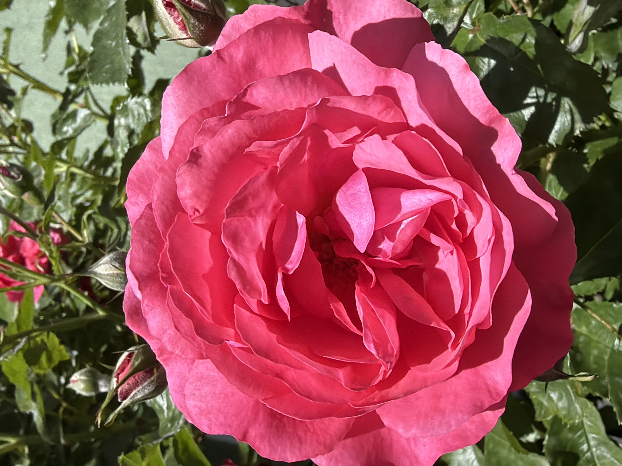 A close-up shot showcases a vibrant, fully bloomed pink rose with numerous petals, set against a backdrop of green leaves and unopened rosebuds. The rose appears to be in a garden or natural setting, given the surrounding foliage. While the exact location in Saguramo, Georgia, cannot be determined from the image alone, the presence of a rosebush suggests a cultivated or landscaped environment, such as a private garden, park, or botanical display. No people are visible in the frame.