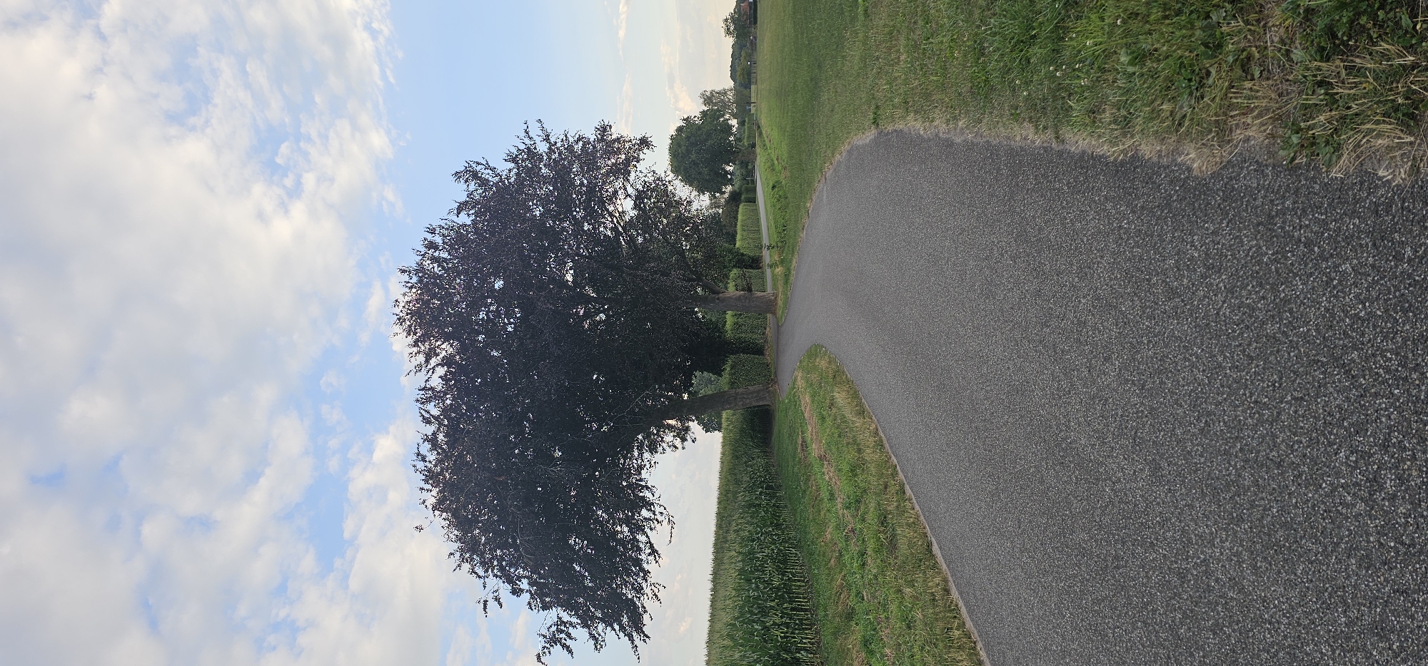 An asphalt road curves through a rural landscape. On the left side of the road, a field of tall green corn stalks stretches into the distance. On the right, a grassy field borders the road. Two large trees with dark foliage stand prominently near the road, and beyond them, more trees and a hedgerow can be seen. The sky above is blue with scattered white clouds. The scene appears to be located in the countryside near Groenlo, Netherlands.