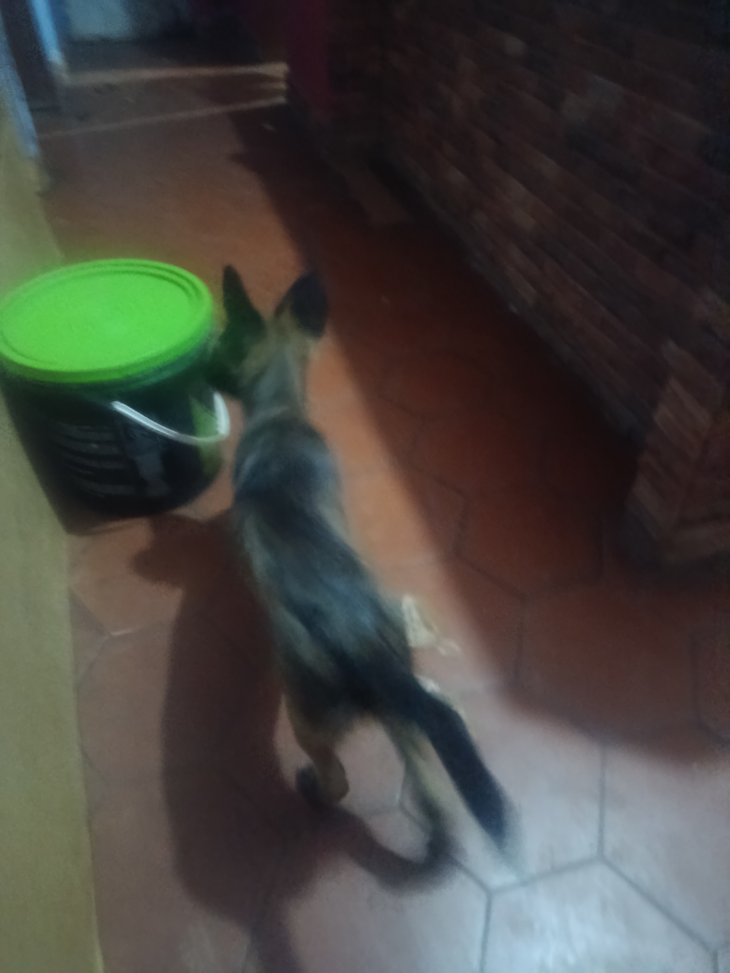 A small, short-haired dog, possibly a puppy, is depicted from a high-angle rear perspective, in motion, walking across an indoor tiled floor in Juan Griego, Venezuela. The dog has a dark saddle marking on its back, with lighter tan or brown fur visible on its legs and underparts, and pointed ears. To the immediate left, a dark-colored cylindrical bucket with a bright lime-green lid and a white wire handle is positioned on the floor. The floor is composed of light brown or beige hexagonal tiles, illuminated by a light source that casts a distinct shadow of the dog. The right side of the background shows a wall with a reddish-brown, possibly brick or stone-textured, surface. The far left background appears to be a plain, lighter-colored wall or doorway.