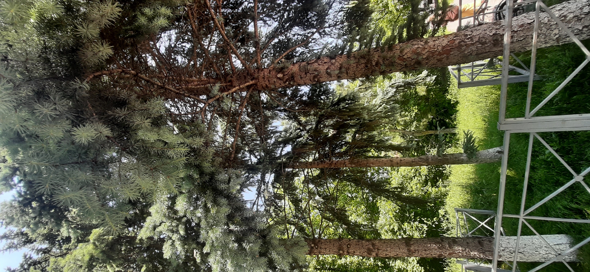 This media file shows an outdoor scene with prominent evergreen trees, likely conifers, in Yessentukskaya, Russia. The perspective is from below, looking up into the branches of several trees. One large tree trunk is visible on the left, with dense, bluish-green needles, suggesting it might be a spruce or fir. To the right, other trees with darker, sparser branches are visible, with their rough, brown bark in focus.
The scene appears to be set during the daytime, with sunlight filtering through the foliage, creating dappled light and shadows. The weather seems fair, with a clear sky visible in some parts of the background. The lush green grass and the presence of trees indicate a natural or park-like setting.
In the background, there are elements of human infrastructure. A metallic railing or fence with a geometric pattern is visible on the right side, suggesting the area might be a public space, garden, or park. In the upper right corner, parts of what look like a bench or a seating area are visible, along with glimpses of a person or people, though they are not clearly discernible.
The overall mood is one of natural tranquility, with the towering trees dominating the visual. No text is visible in the image. The image is oriented vertically, as if taken with a phone held in portrait mode and then rotated.