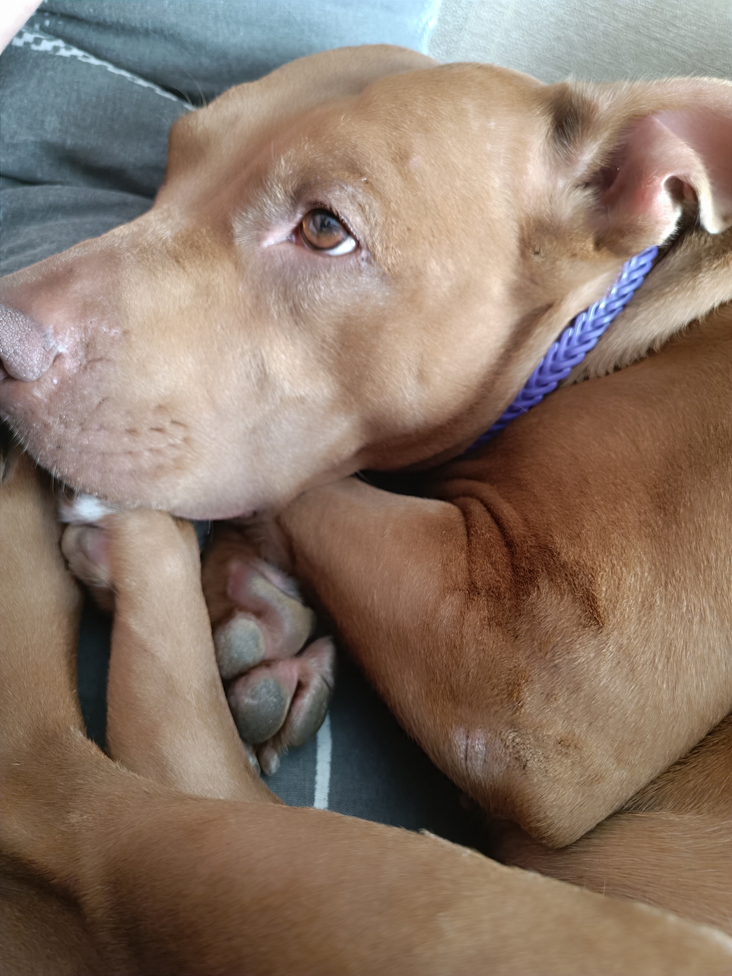 A close-up, profile shot shows a tan pit bull dog resting on a gray and white striped surface. The dog's head is turned to the left, with its nose resting on its front paws. The dog wears a braided purple collar. The background is out of focus.
