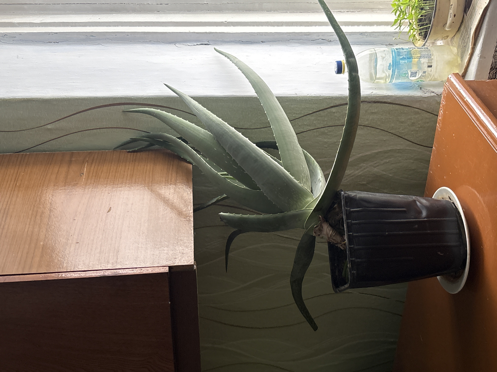 A still life image depicts an aloe vera plant in a black plastic pot, placed on a windowsill with a brown wooden cabinet to its left and a taller brown cabinet to its right. A plastic bottle lies on the windowsill behind the plant. The background features a patterned wall. The location is Пожарское сельское поселение, Ukraine.