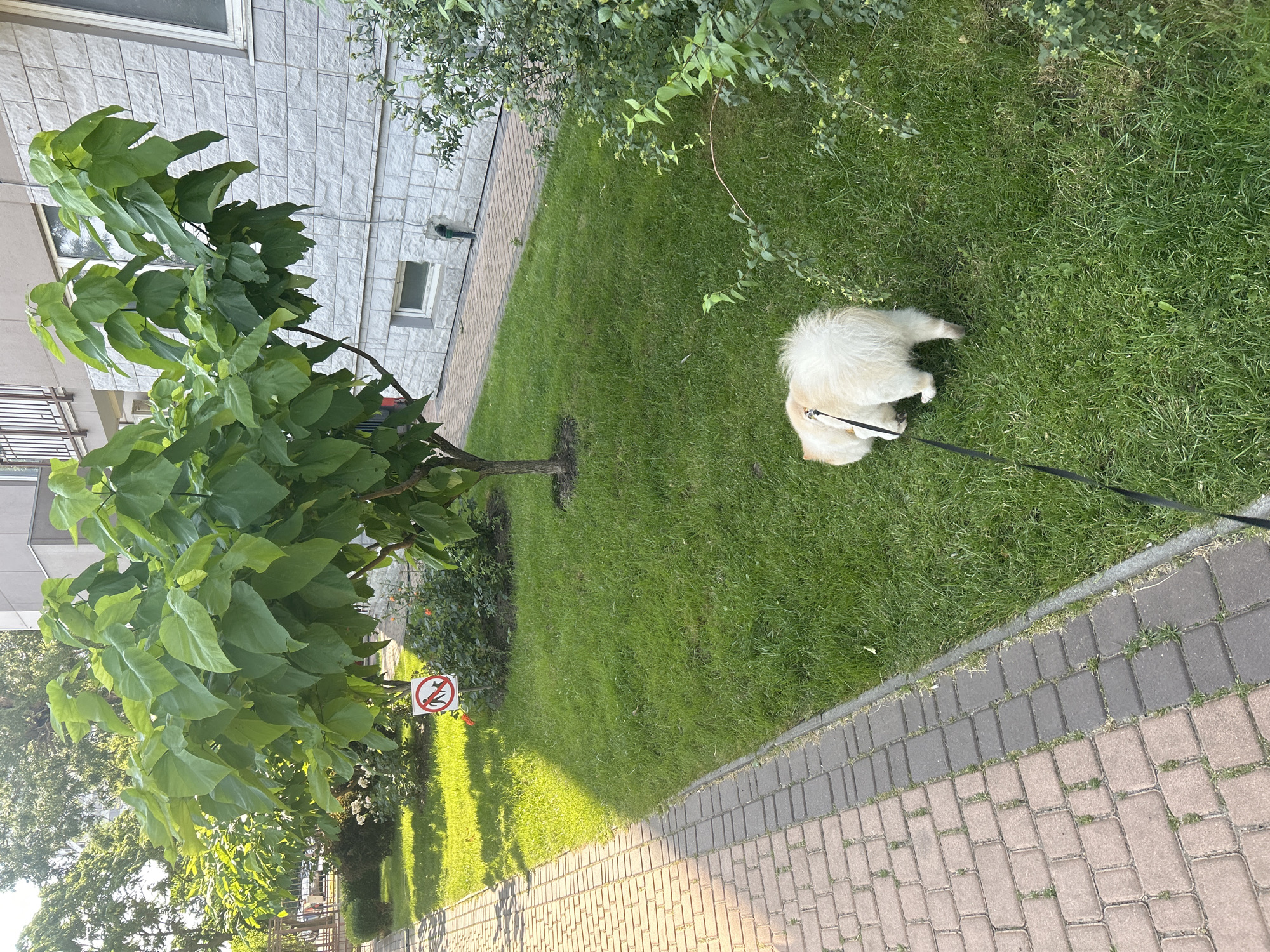 A fluffy, light-colored dog on a black leash is walking on a well-maintained lawn next to a paved walkway. The dog is facing away from the camera and towards the right side of the frame. In the background, a young tree with large green leaves stands near a modern building with a textured gray facade. A "no dogs allowed" sign is visible on a small red and white post in the grassy area near the tree. The scene appears to be in a city, possibly Odesa, Ukraine, given the context. The sun is casting shadows, suggesting it is daytime.