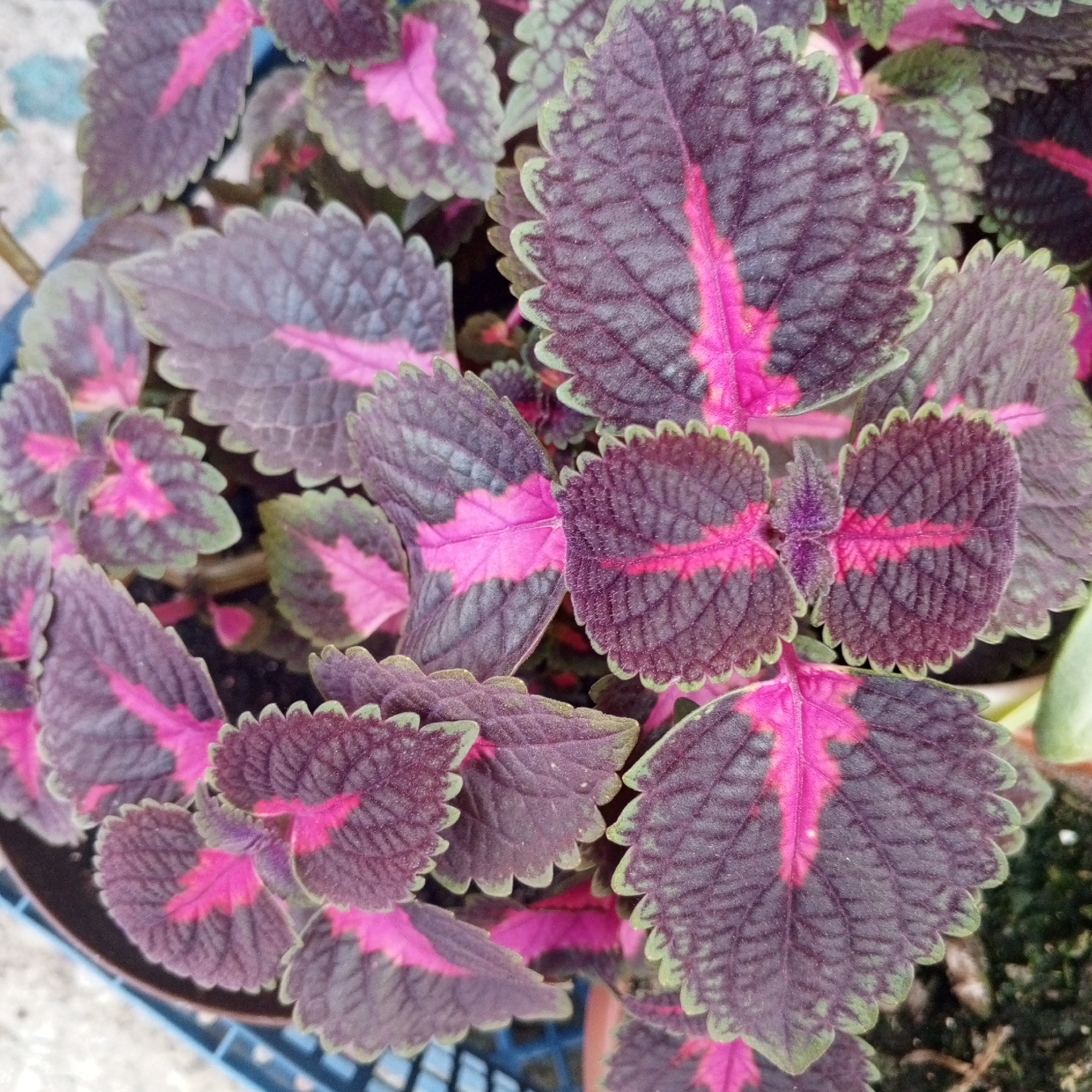 The image shows a close-up view of a plant with distinct purple and pink leaves. The leaves have serrated edges and a prominent pink stripe down the center. The plant appears to be healthy and is likely in a pot, as suggested by the blue plastic material visible at the bottom left of the frame, which could be part of a planter or crate. The background is slightly blurred, indicating a shallow depth of field, and hints at an outdoor or indoor setting with some textured surface, possibly a wall or ground. The lighting suggests daylight. There are no people or animals present in the image. The plant is the sole subject.