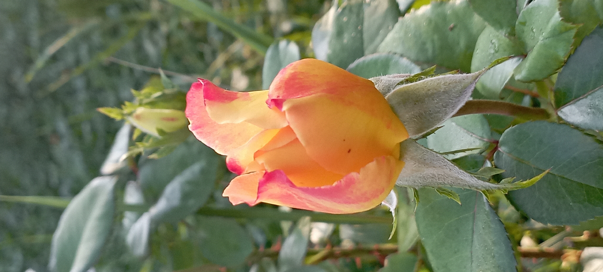 A close-up, vertical shot shows a partially opened rosebud in the foreground, situated in the village of Radisne, Ukraine. The rosebud displays a gradient of color, transitioning from a bright orange in the center to a soft yellow with streaks of pink along the petal edges. The sepals, which are green and covered in fine white hairs, cradle the base of the bud. Surrounding the rosebud are various green leaves, some in sharp focus and others blurred in the background. In the upper right background, another, smaller rosebud is visible, also in a stage of development. The environment suggests an outdoor garden setting with natural lighting.
