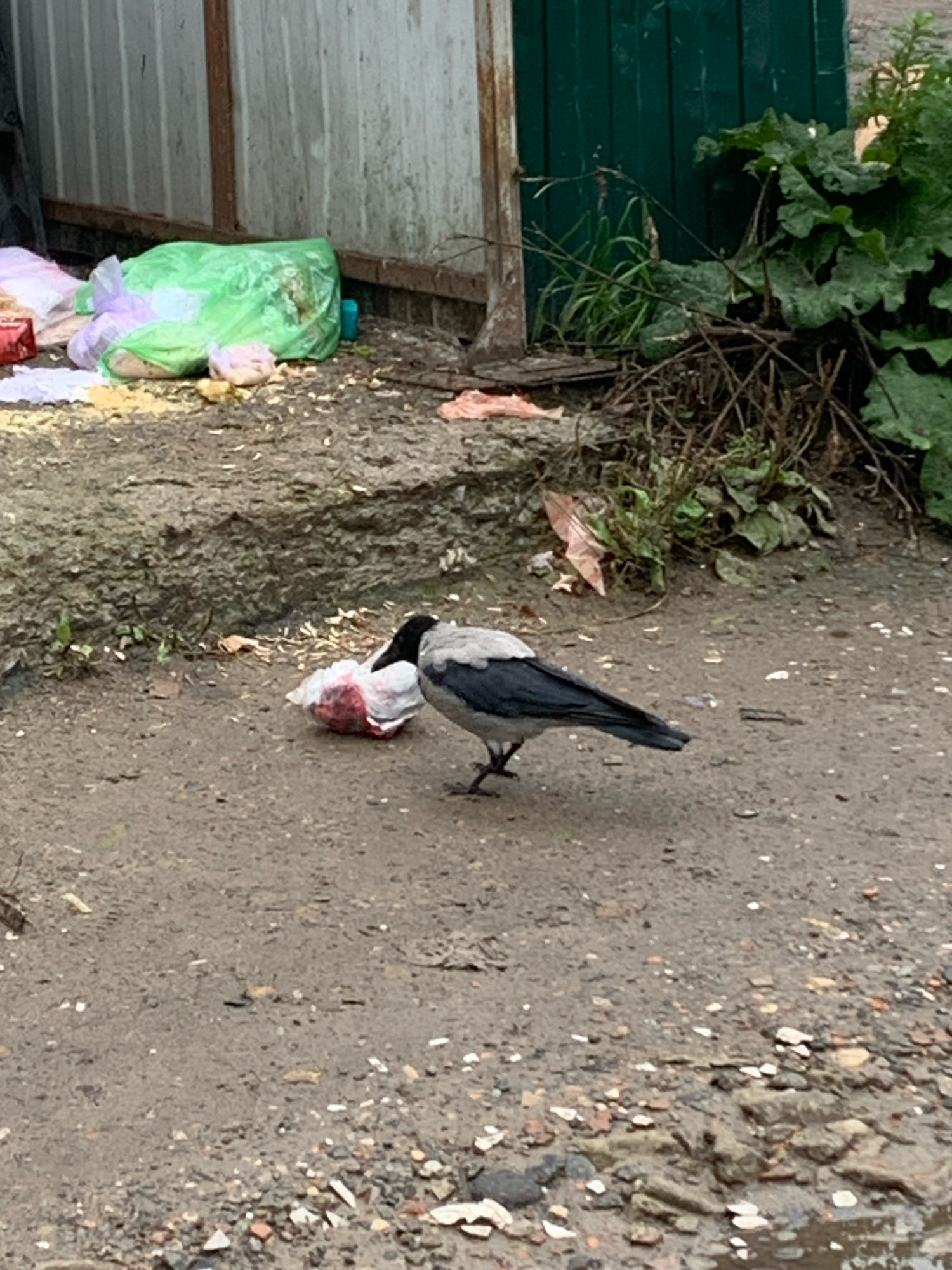 A hooded crow stands on a dirt path next to a plastic bag that appears to contain meat. In the background, there is a weathered wooden structure with a green door, overgrown vegetation, and scattered debris. The scene suggests an outdoor urban or semi-urban environment, possibly an alleyway or the edge of a yard, in Arkhangelsk, Russia.