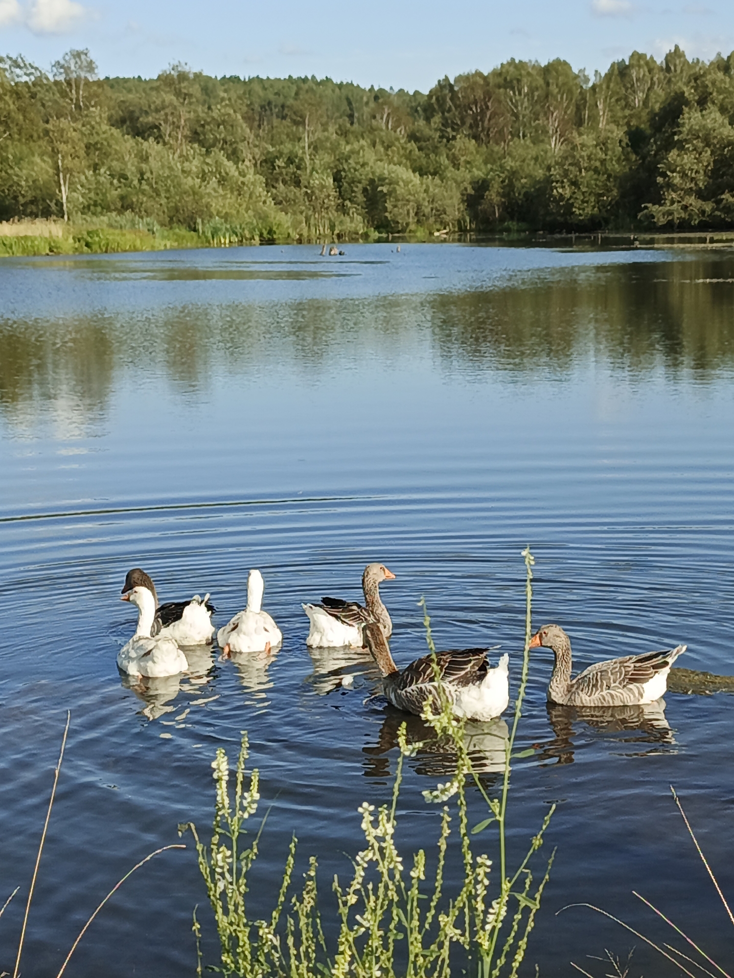 Six geese are swimming in a calm lake. Three geese in the foreground are white with black markings on their heads. The three geese behind them are gray with white undersides. The lake is surrounded by a dense forest with green trees. The sky is blue with a few white clouds. The image was taken in the city of Maly Berdyaush, Russia.